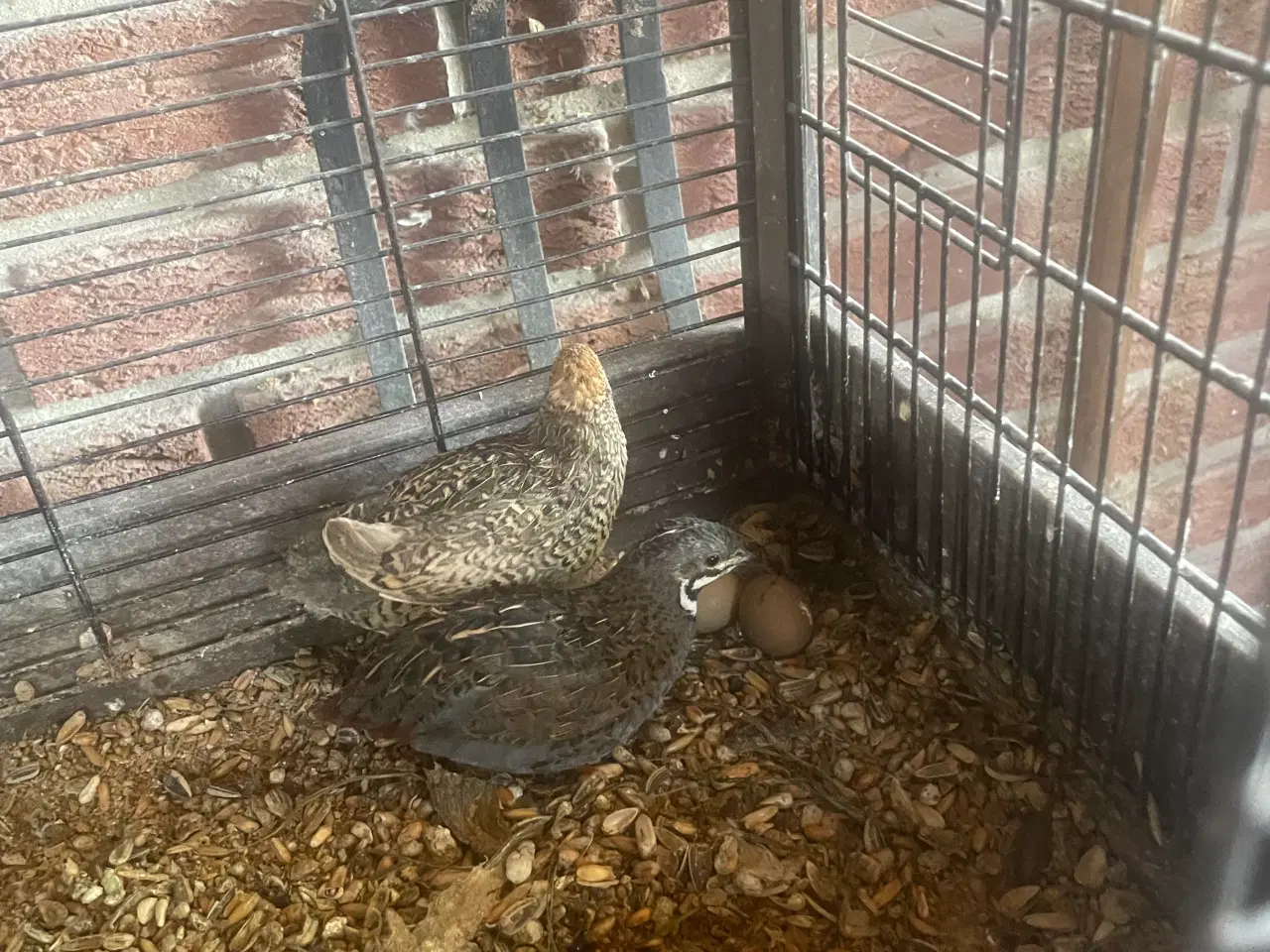 Billede 1 - Kinesiske dværgvagtler 