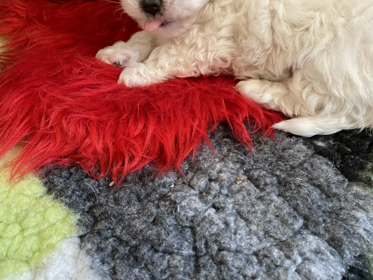 Billede 2 - Hunhund sælges.