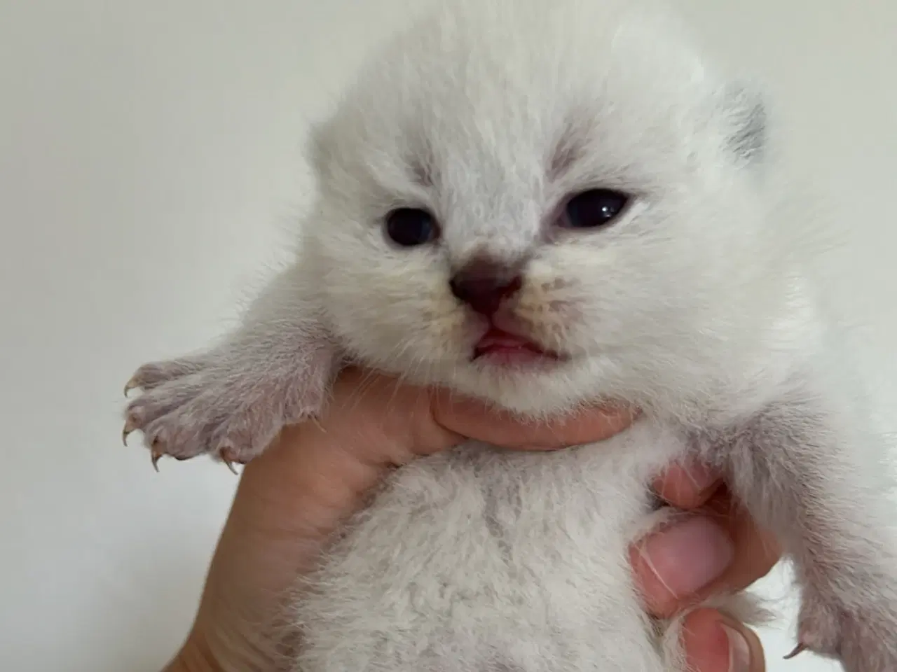 Billede 3 - British Shorthair killinger søger nyt hjem