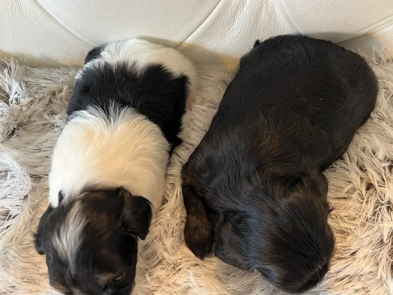 Billede 14 - Sødeste Bichon Havanais 