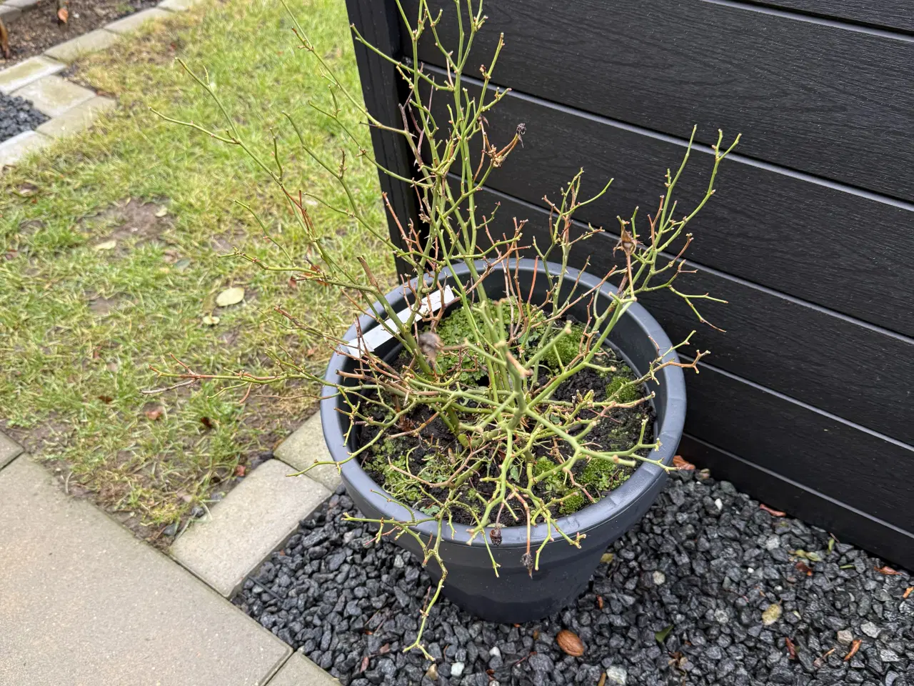 Billede 1 - Roser med pot. potterne