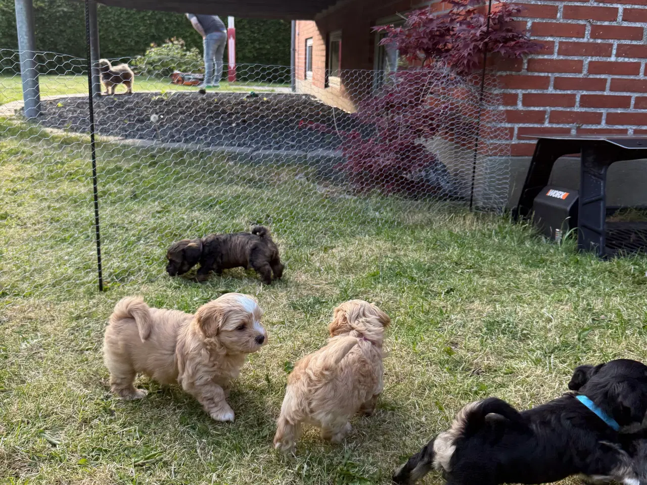 Billede 13 - Bichon Havanais hvalpe 