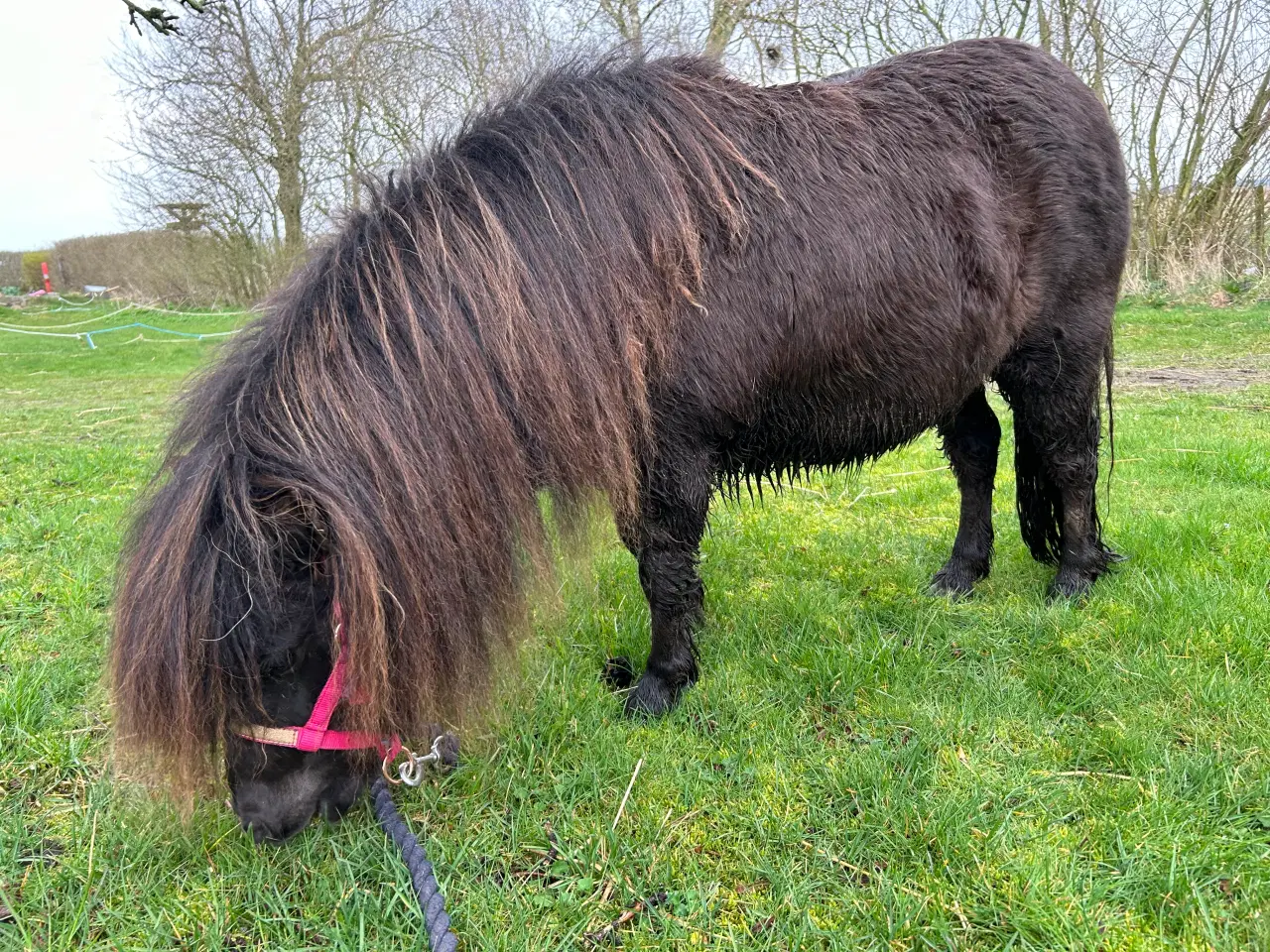 Billede 14 - Skøn mini shetlænder hoppe sælges 