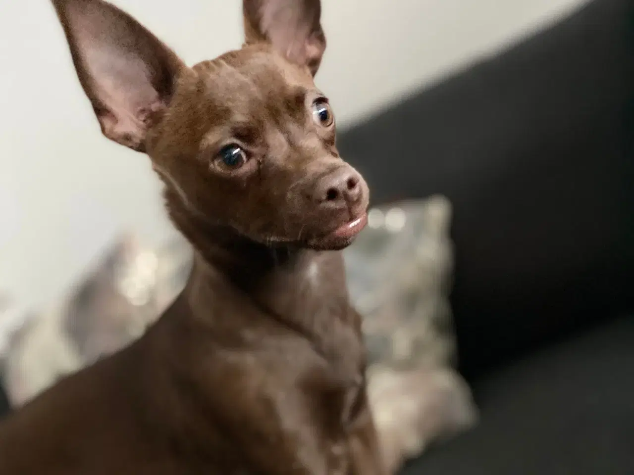 Billede 3 - Lille chihuahua blanding 