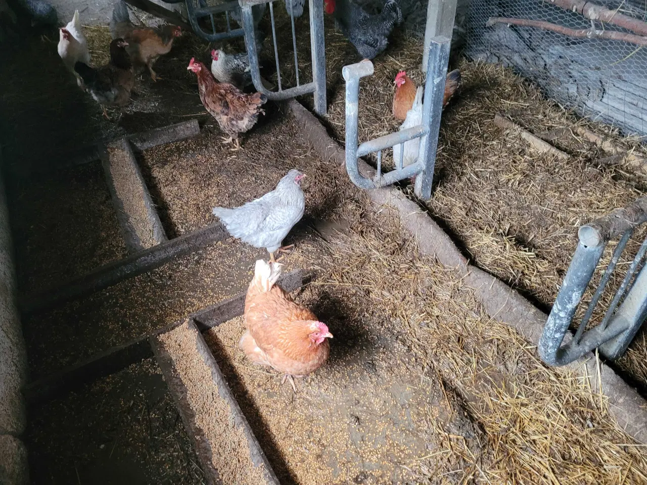 Billede 11 - 13 høns i fuld æglægning plus 8 høne kyllinger