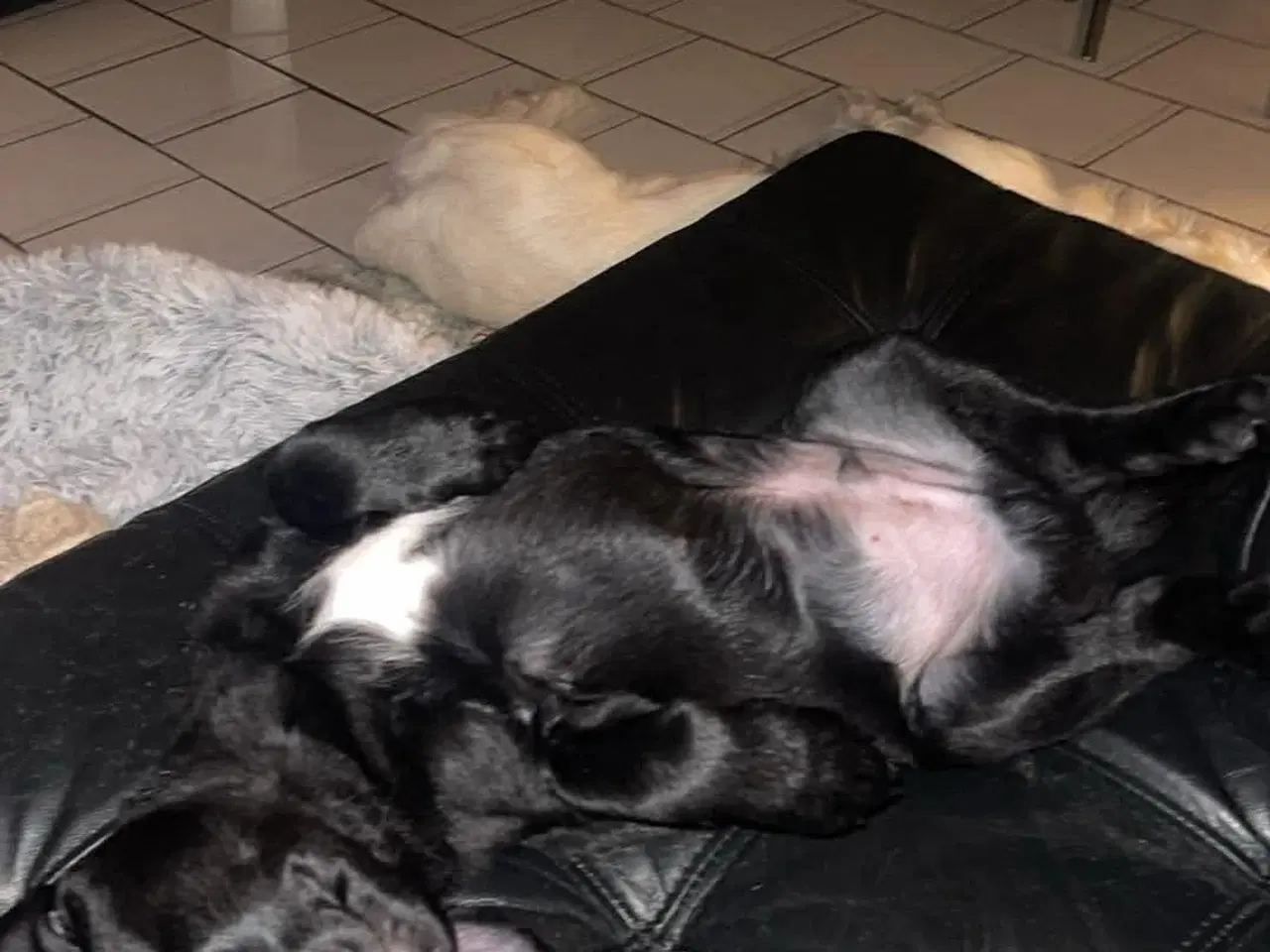 Billede 4 - Lækker familiehund