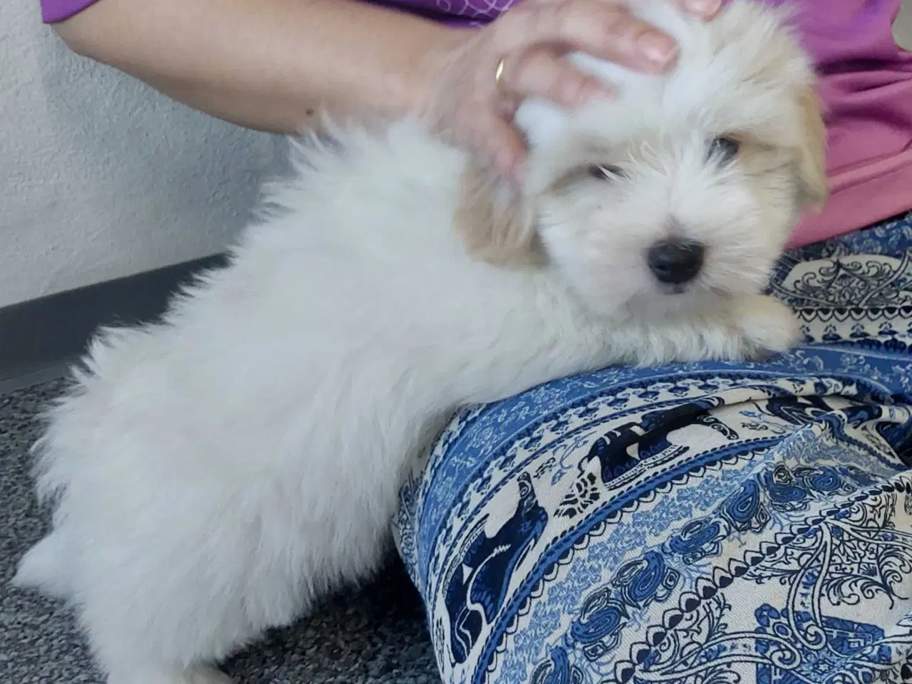 Billede 4 - Coton de tulaer 