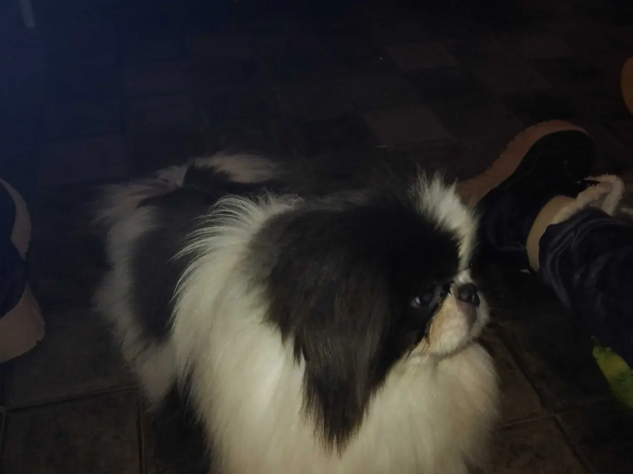 Billede 2 - Blå og hvid pekingeser han sælges