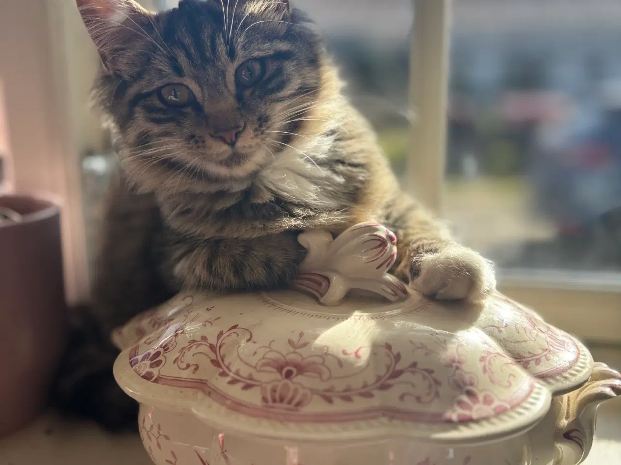 Billede 14 - Smuk kærlig Maine coon pige