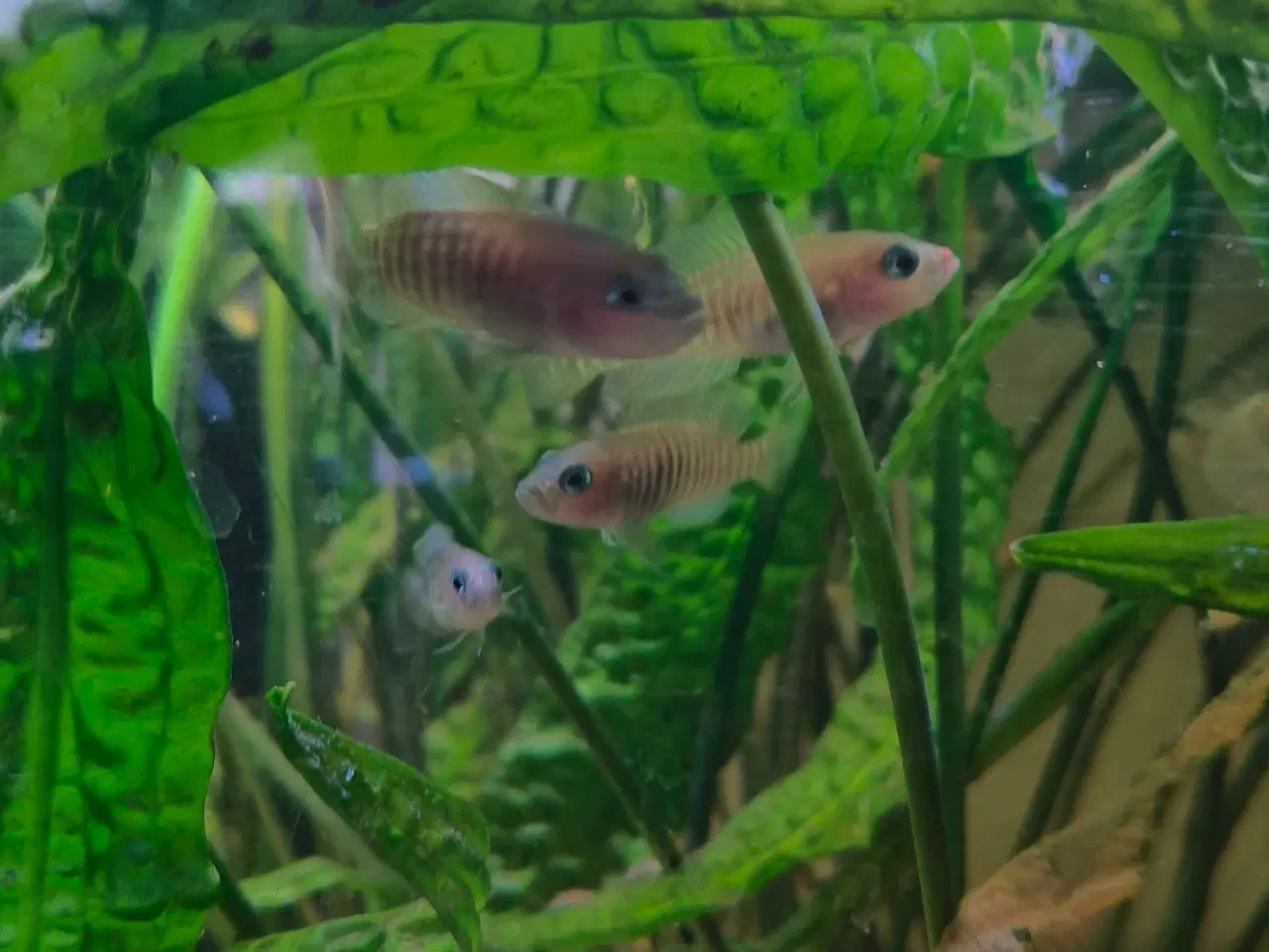Billede 2 - Neolamprologus Multifasciatus cichlider