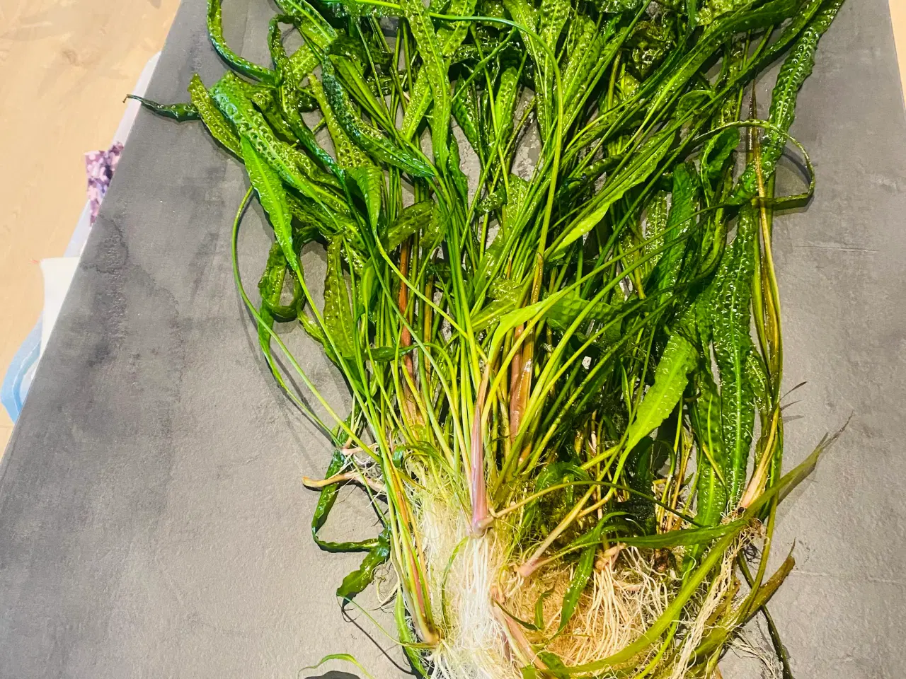 Billede 5 - Moderplante af hammerslåede cryptocryne