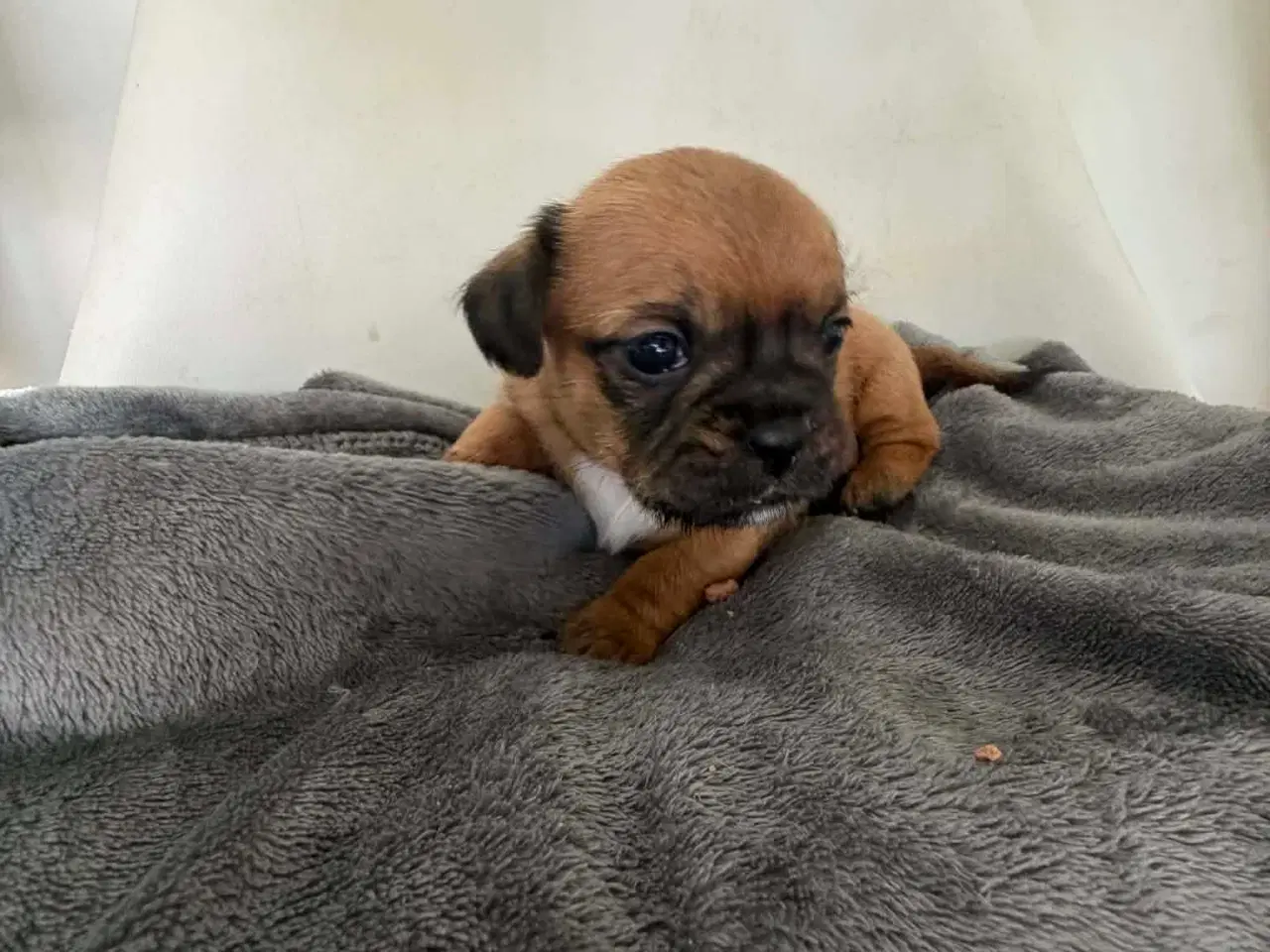 Billede 8 - Bl hvalpe beagle,bomuld,mops,gravhund