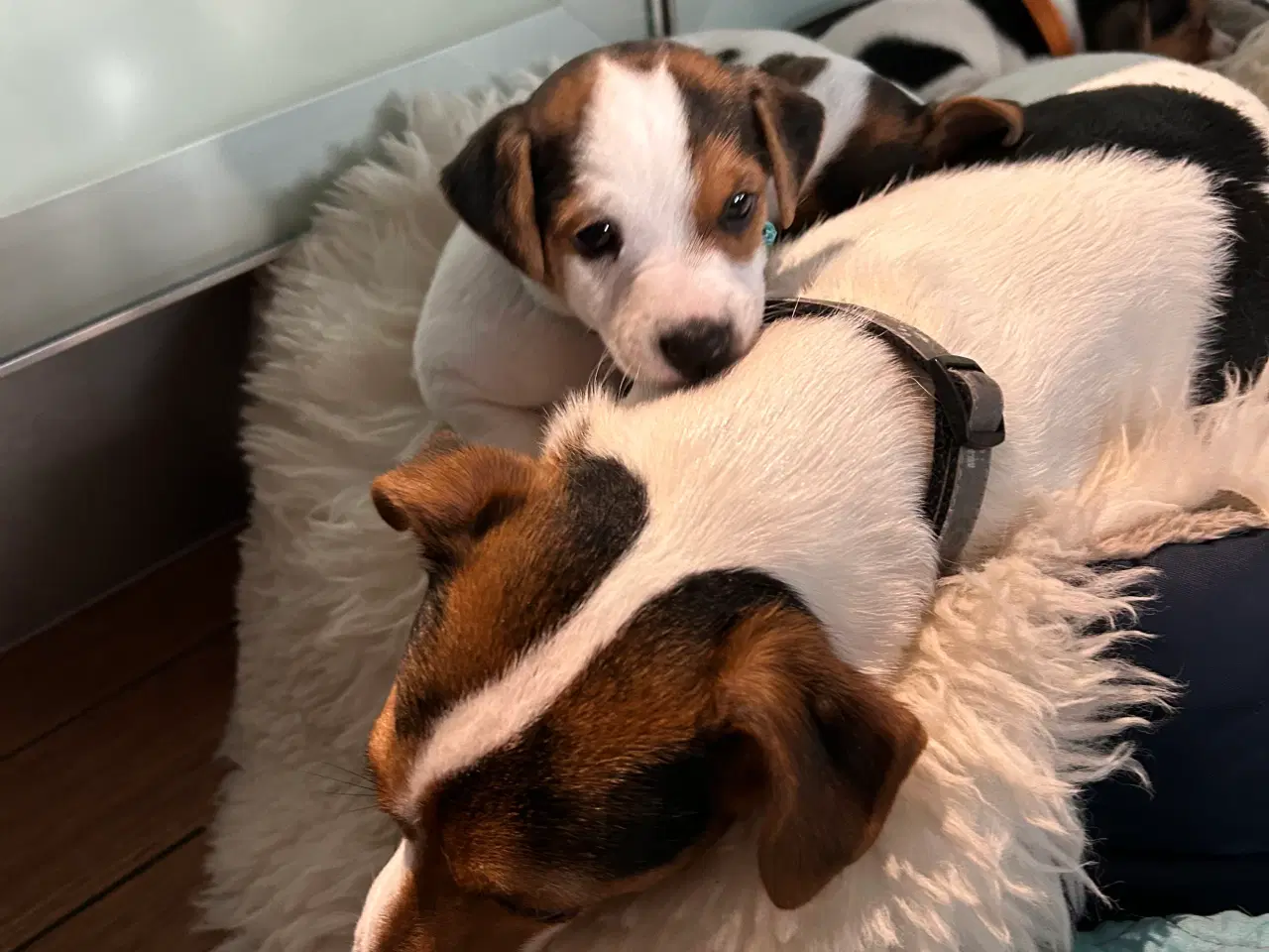 Billede 6 - Jack Russell hvalp