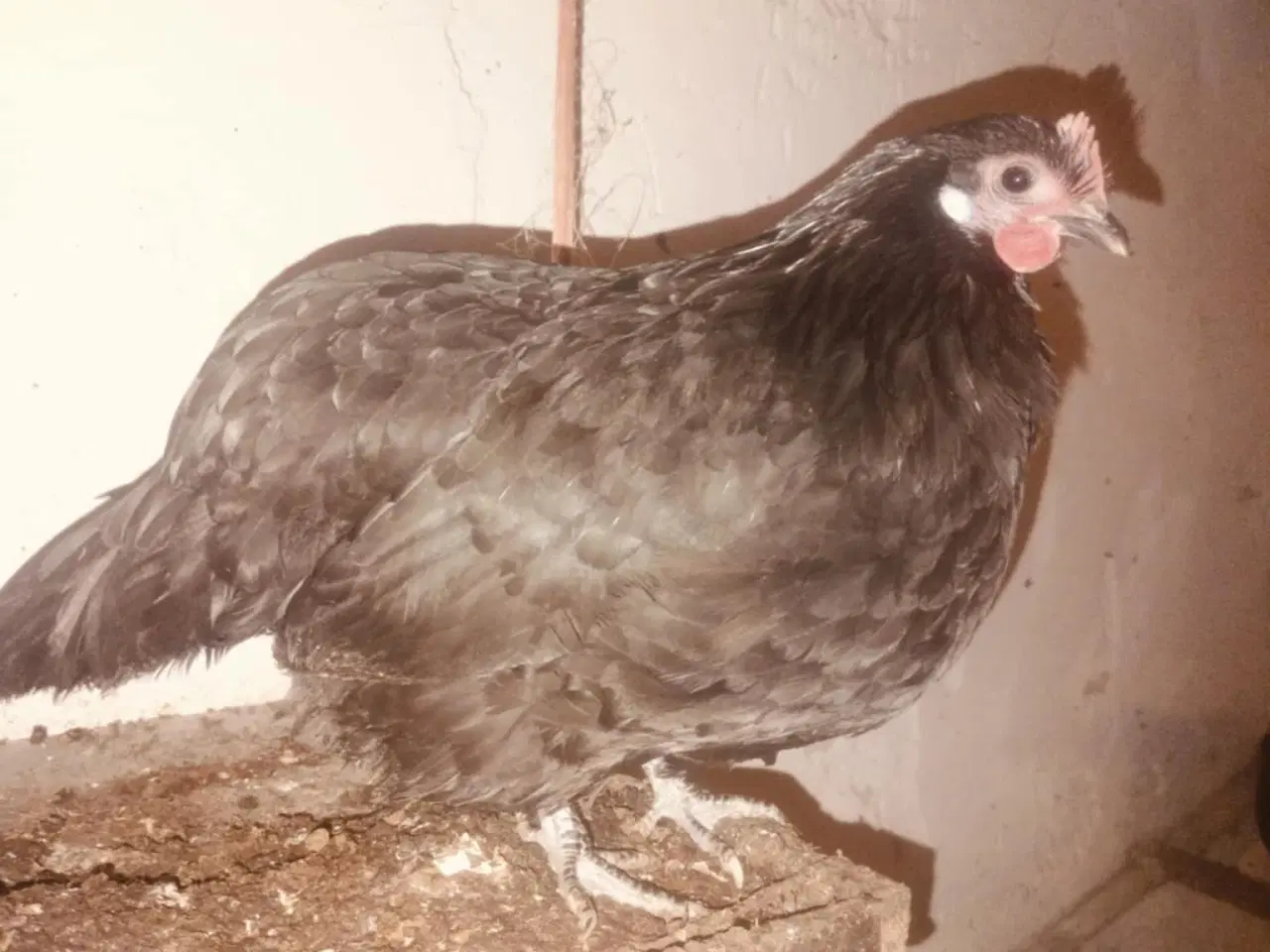 Billede 1 - Danske landhøns i sorte og gråtavlede 