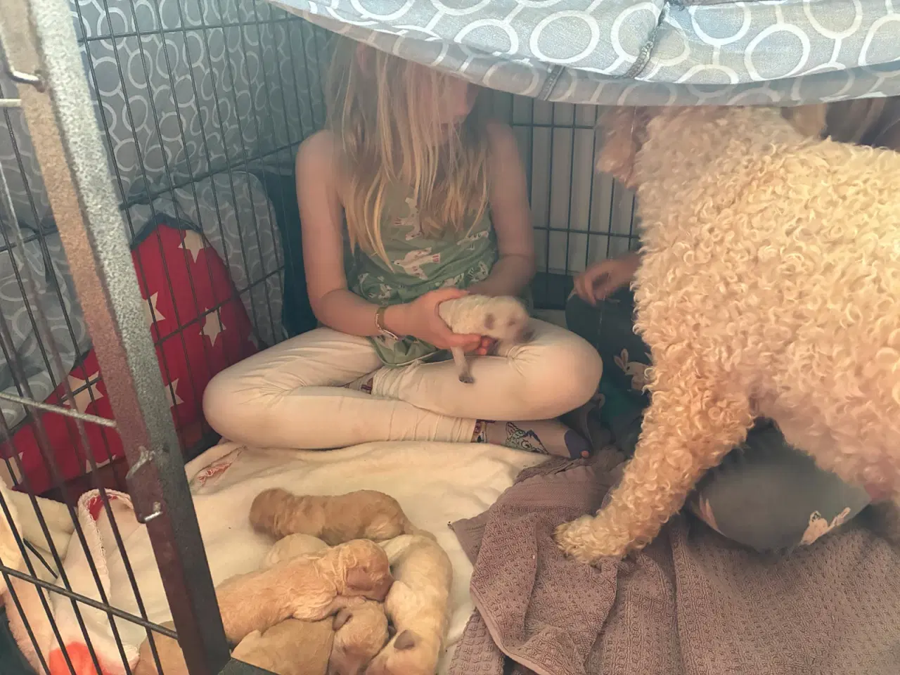 Billede 6 - Labradoodle F3 hvalpe 