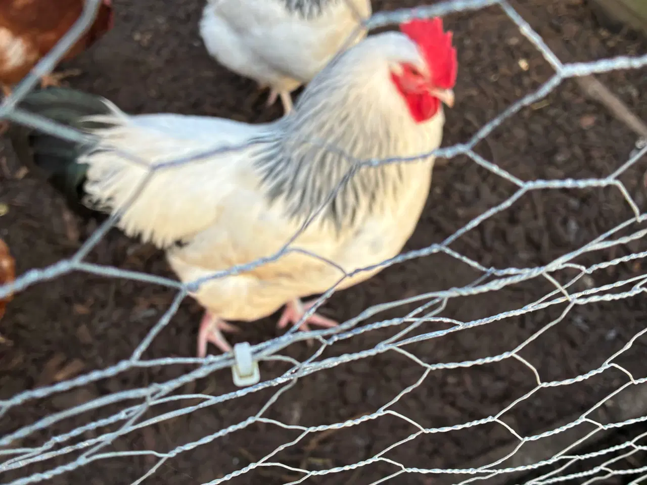 Billede 1 - Lys Sussex