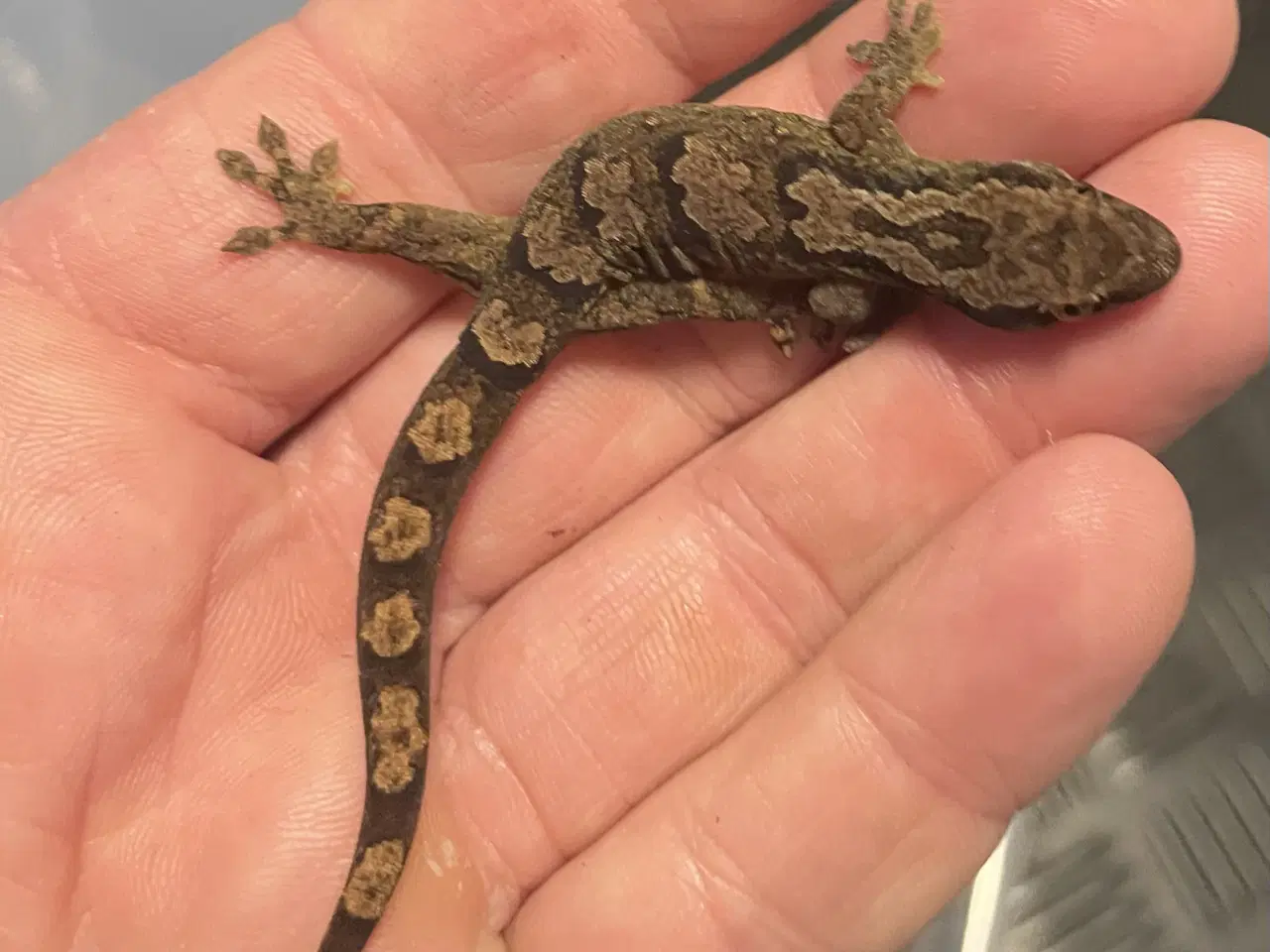 Billede 11 - Gekko’er fra Ny kaledonien