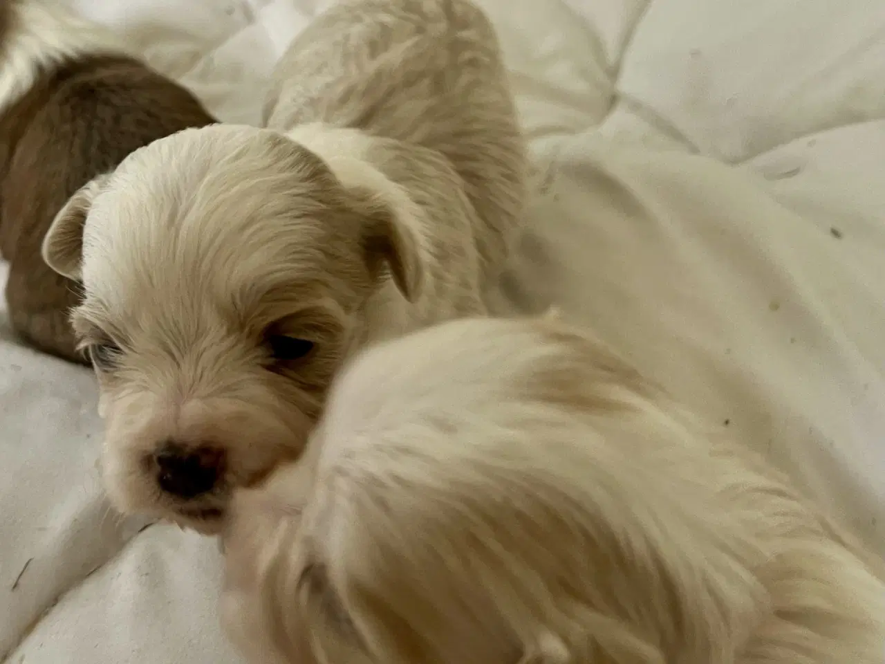 Billede 9 - Allergivenlig Shih Tzu / Bichon Havanais