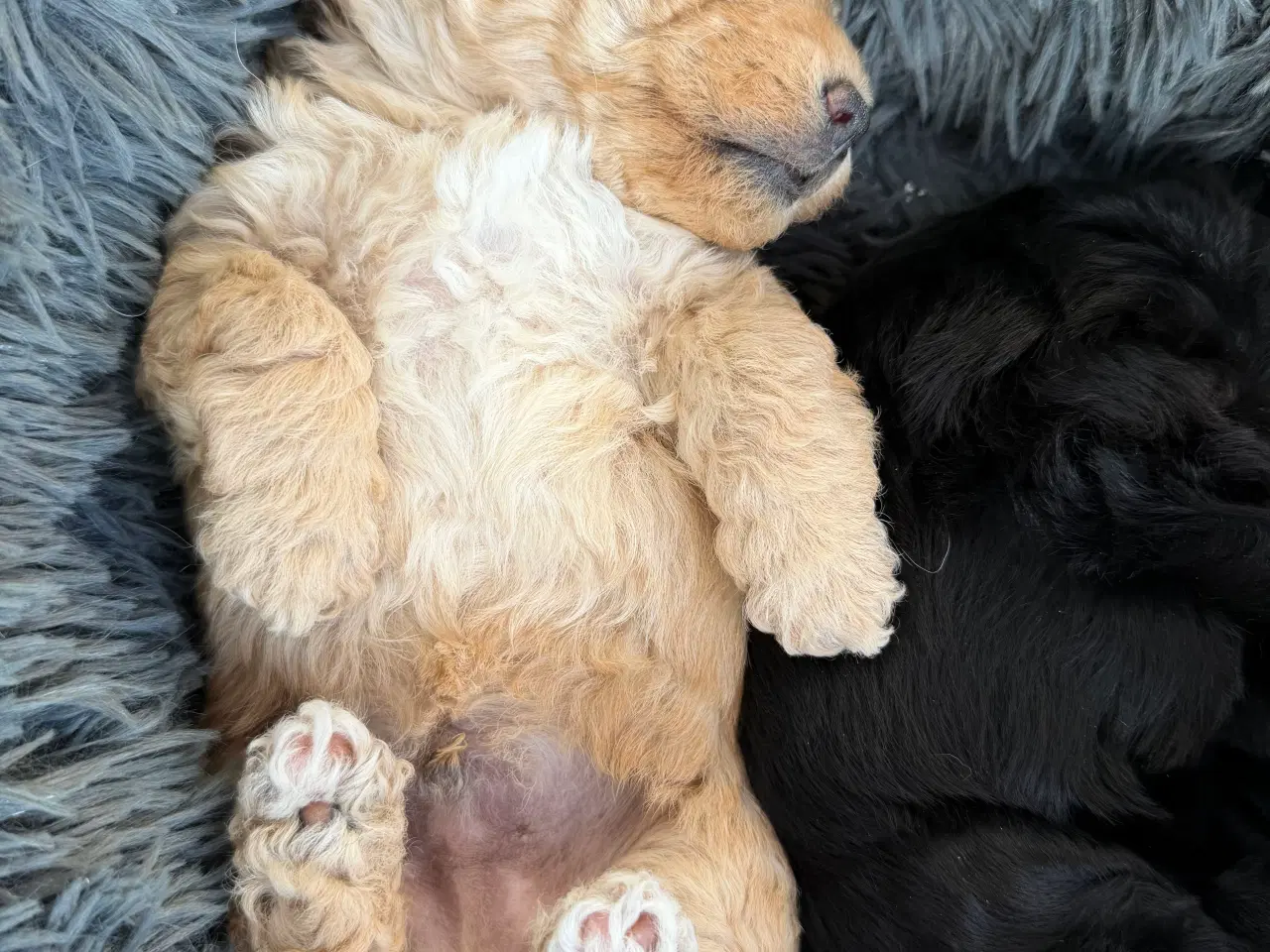 Billede 6 - Puddel/jack Russel blanding