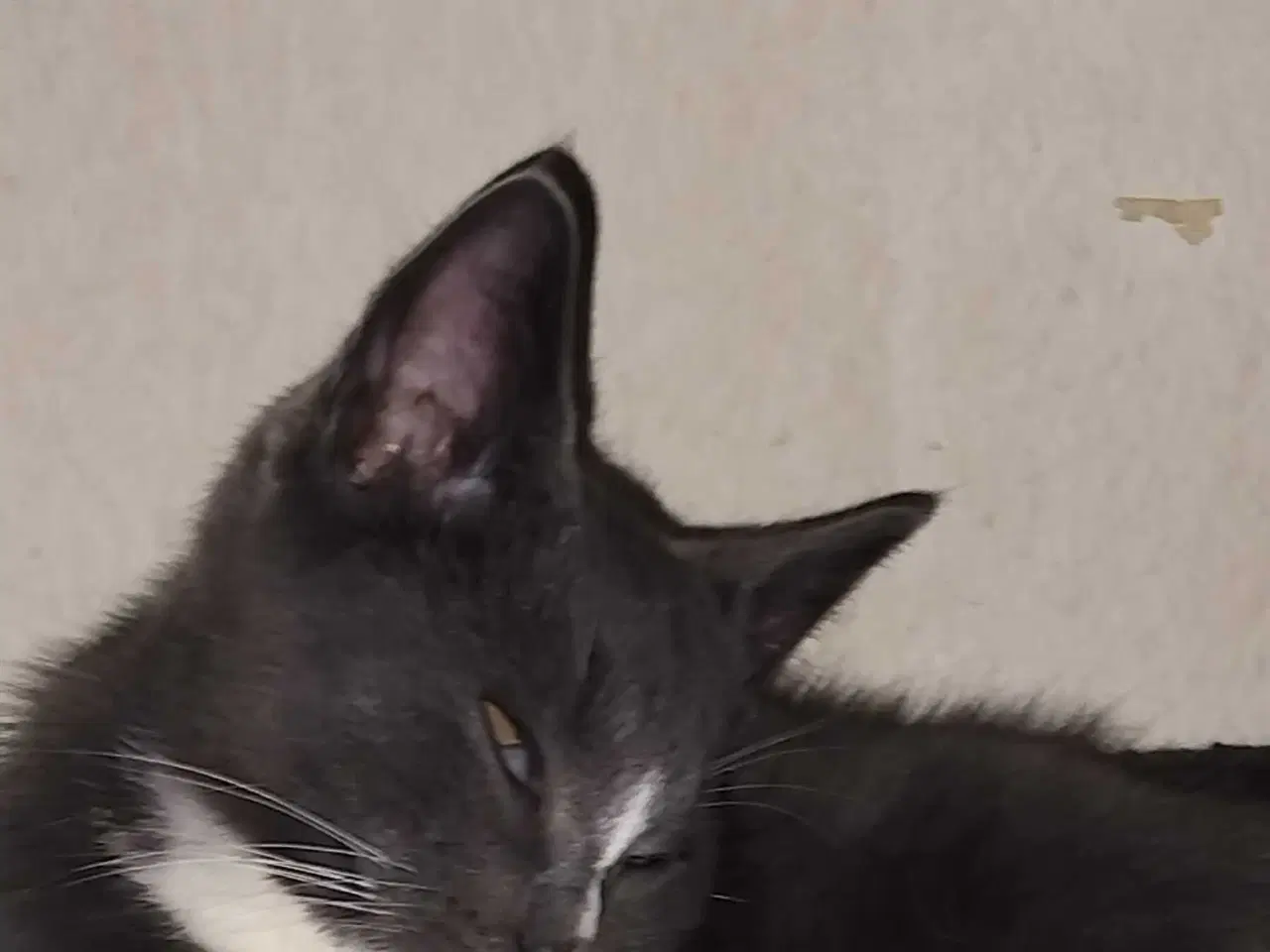 Billede 4 - Lille sød hankat