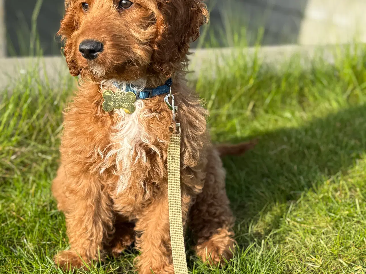 Billede 2 - Cockapoo hvalp søger nyt kærligt hjem 🥰