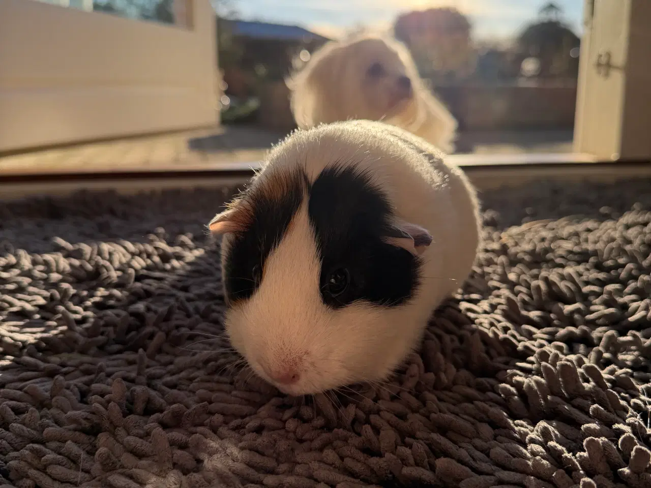Billede 2 - Sød hun-marsvin søger nyt kærligt hjem