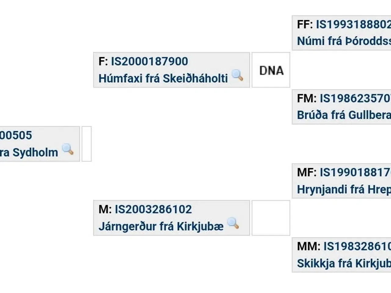 Billede 6 - Skøn lille islænder 