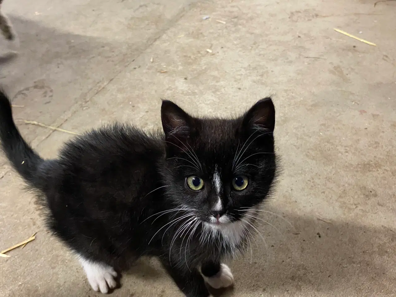 Billede 5 - Kattekillinger søger nyt hjem