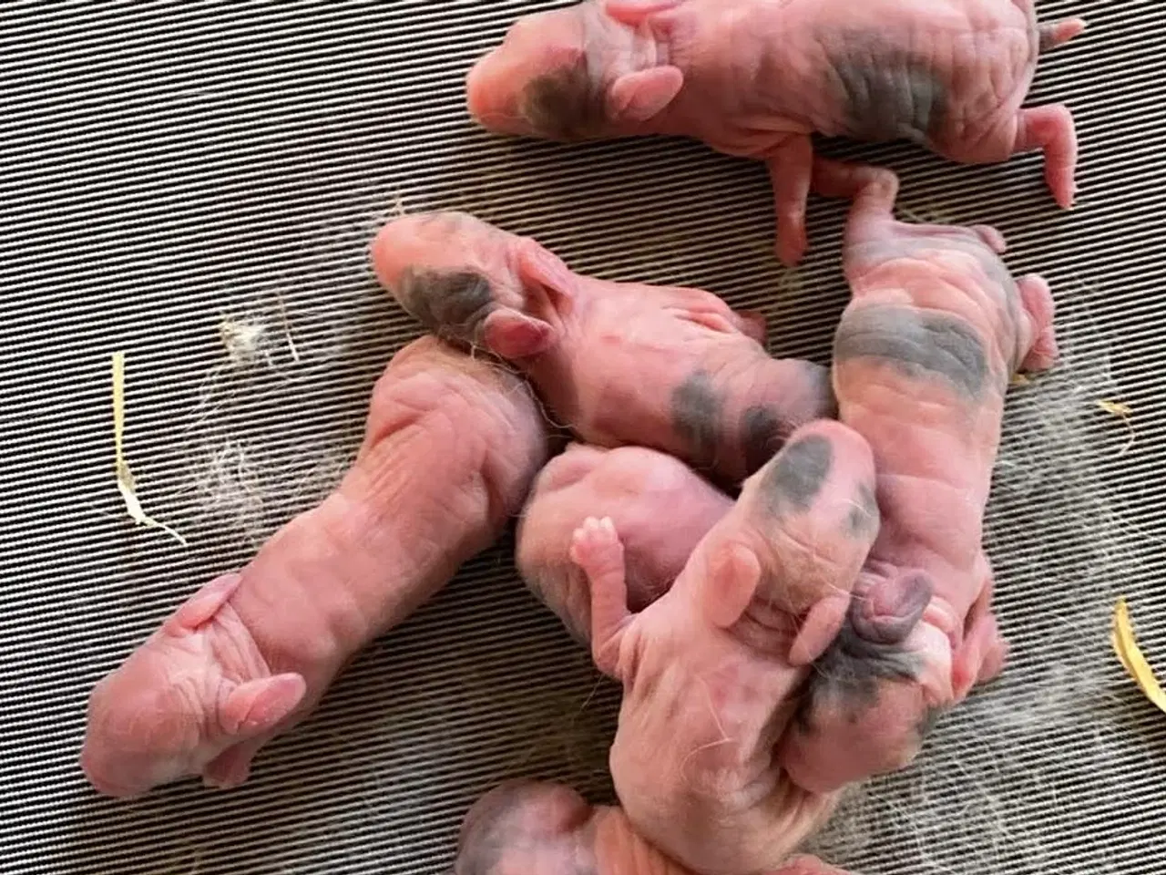 Billede 3 - HOLLÆNDER HUN MADAGASCAR