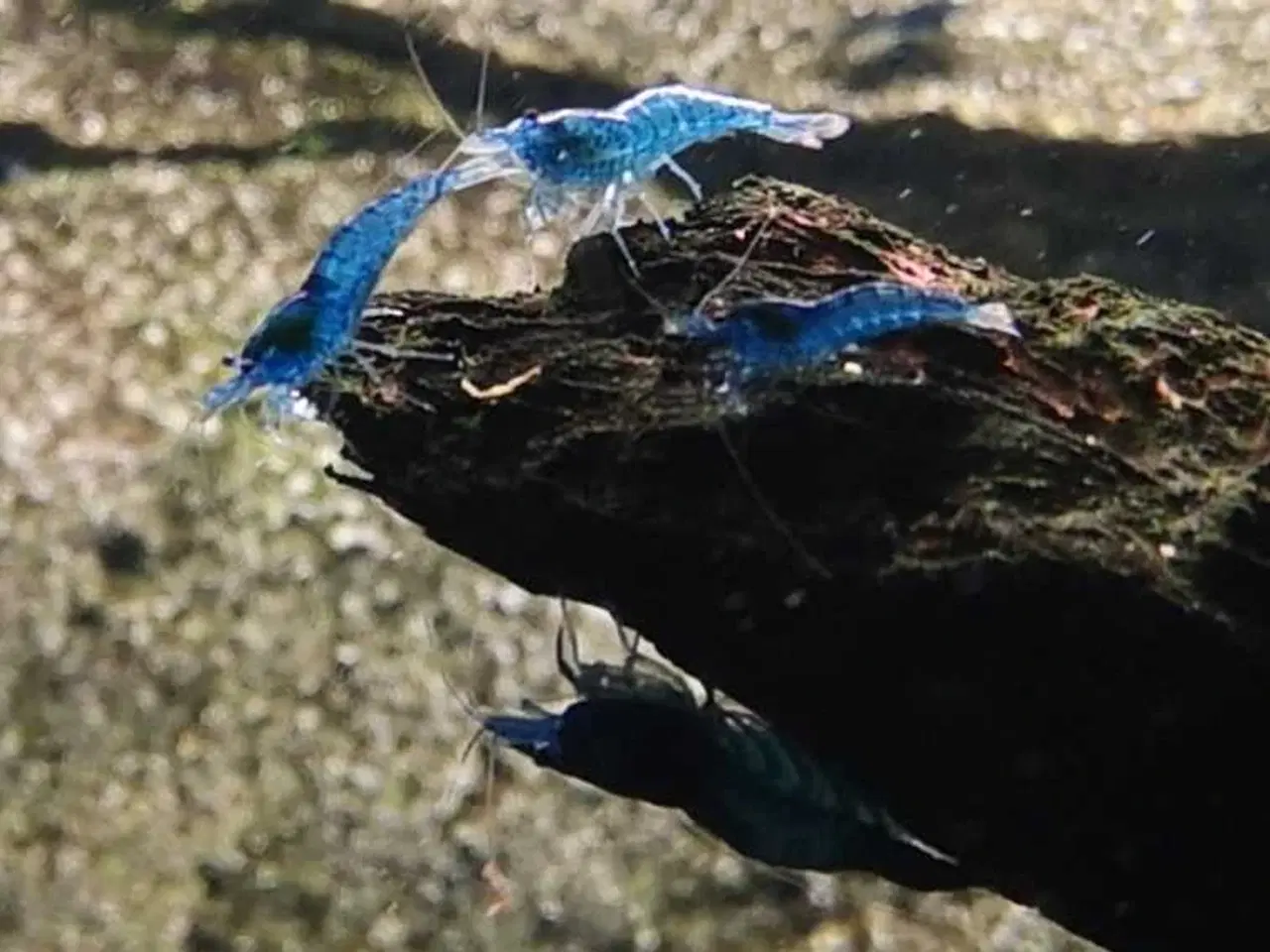 Billede 6 - Smukke Blue Dream Neocaridina rejer