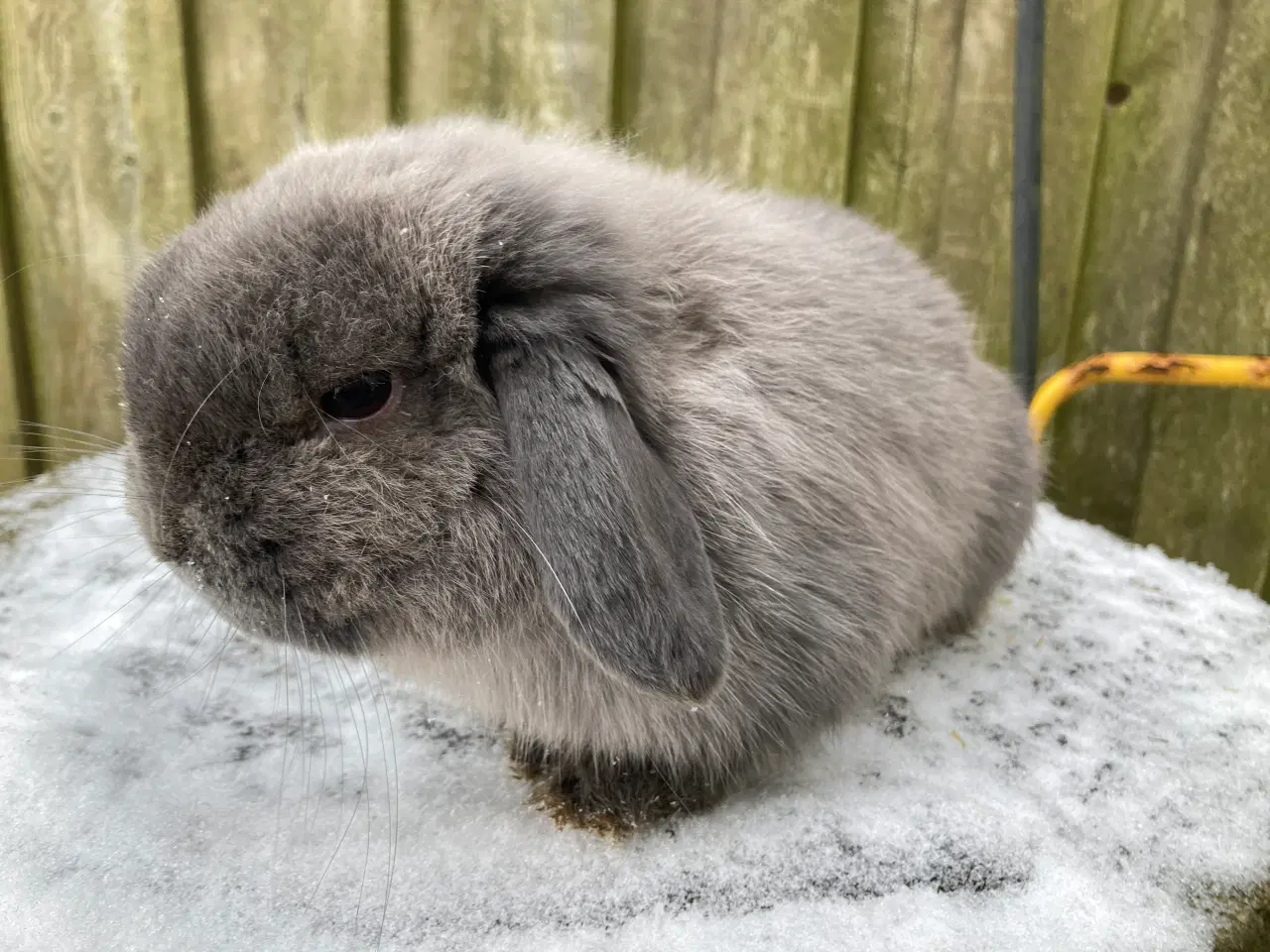 Billede 2 - Micro lille Minilop dreng søger nyt hjem