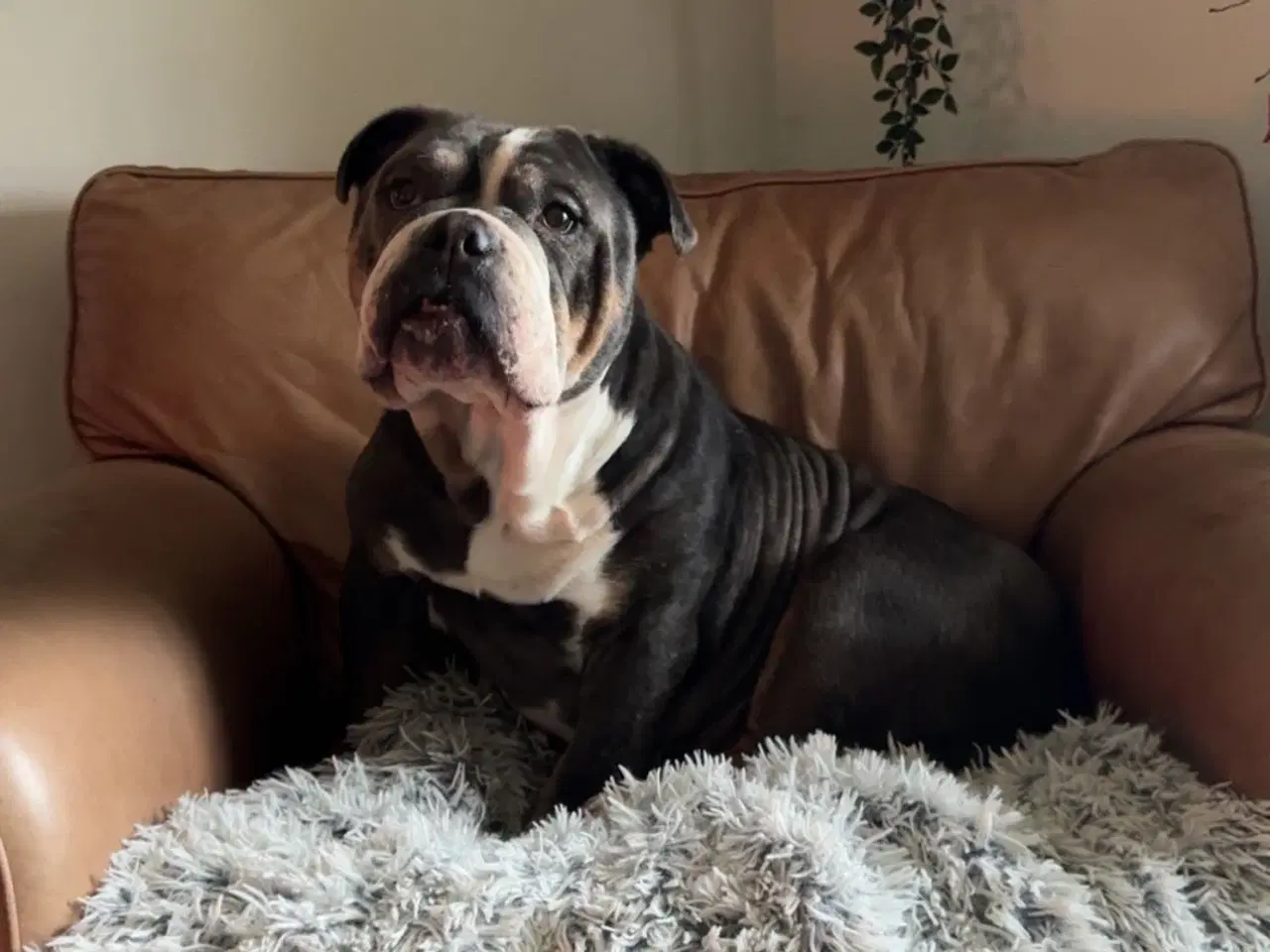 Billede 1 - Old English Bulldog
