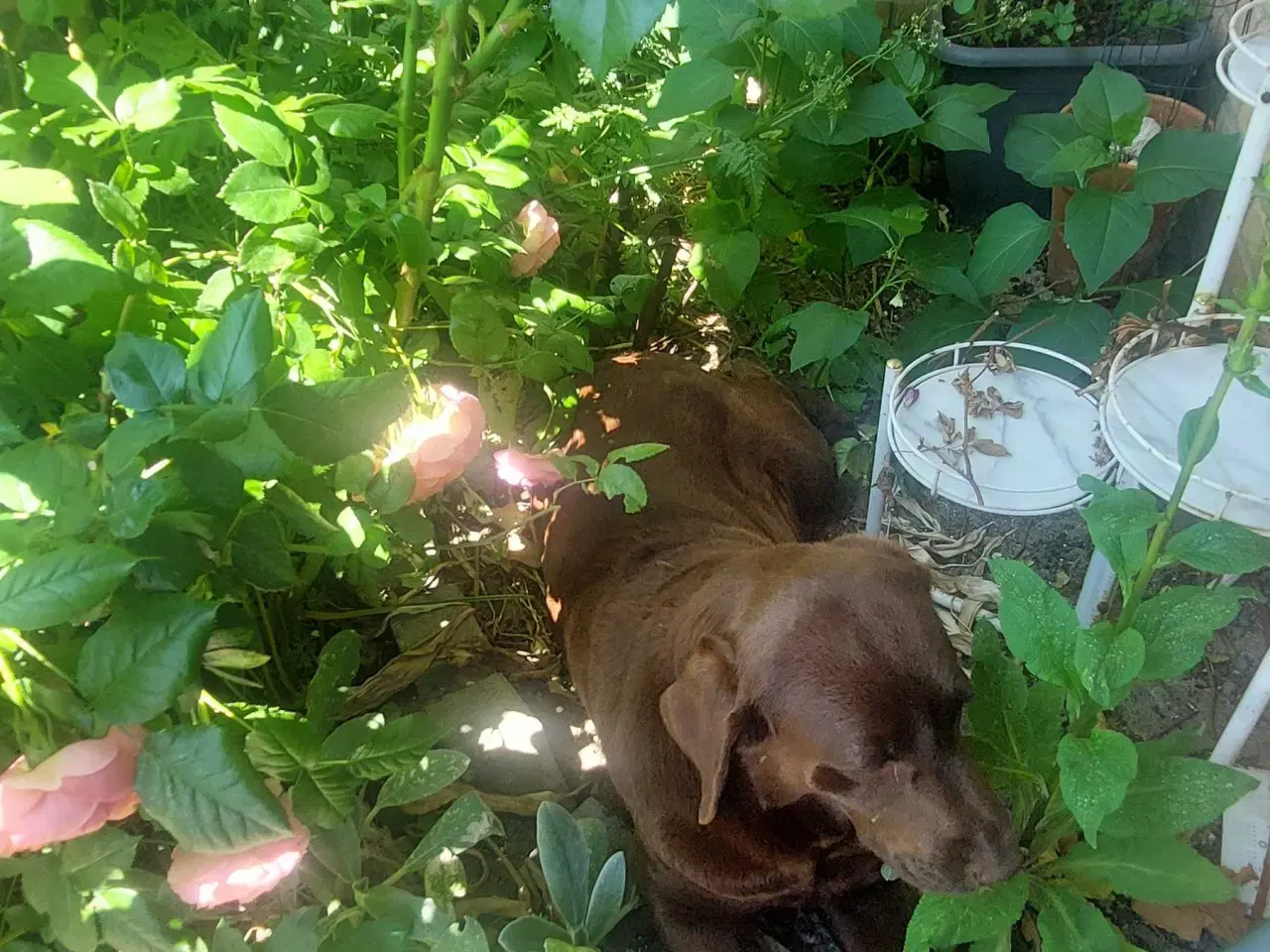 Billede 6 - Olivia brun Labrador 4 år