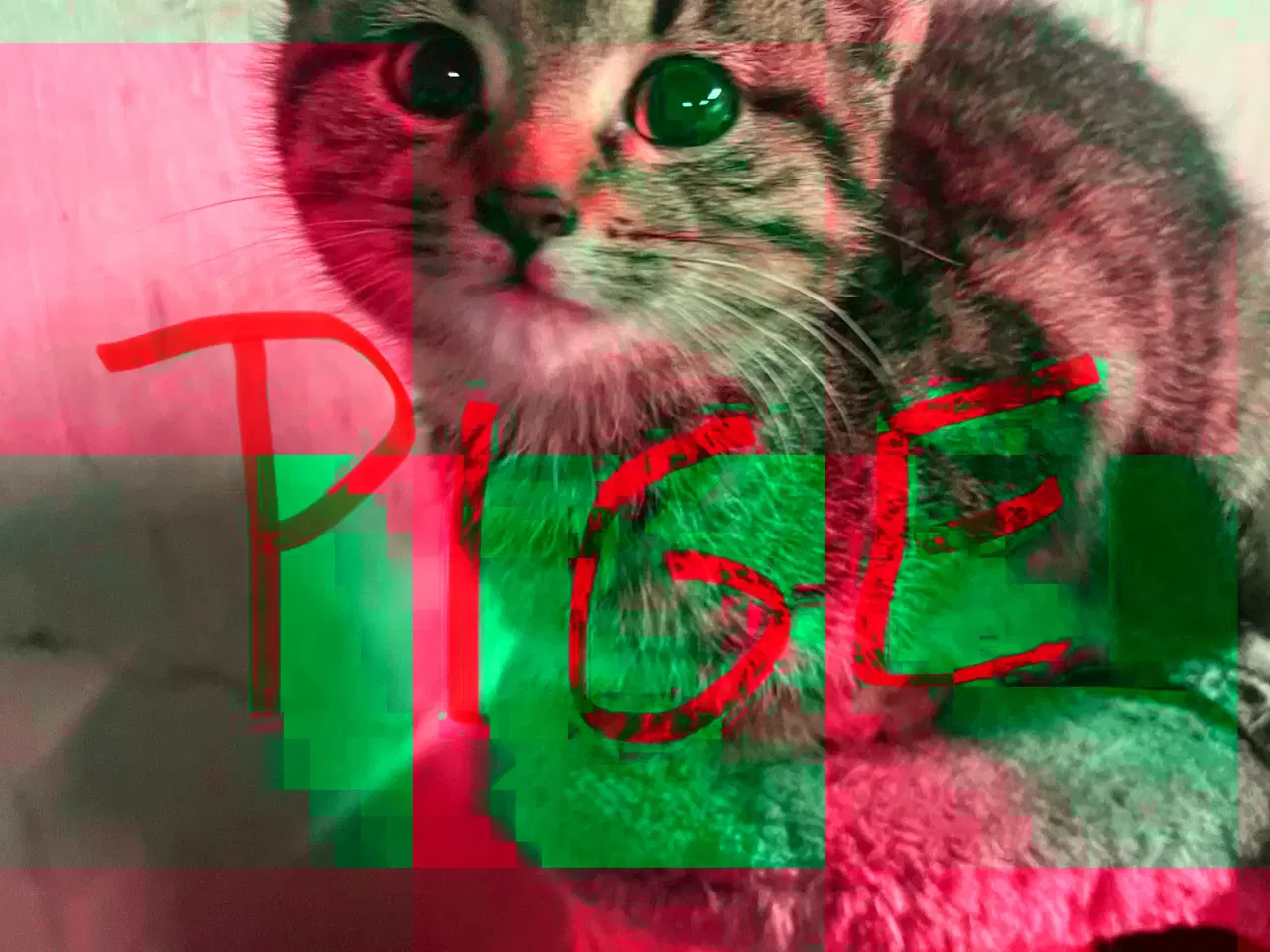 Billede 3 - Super søde killinger sælges