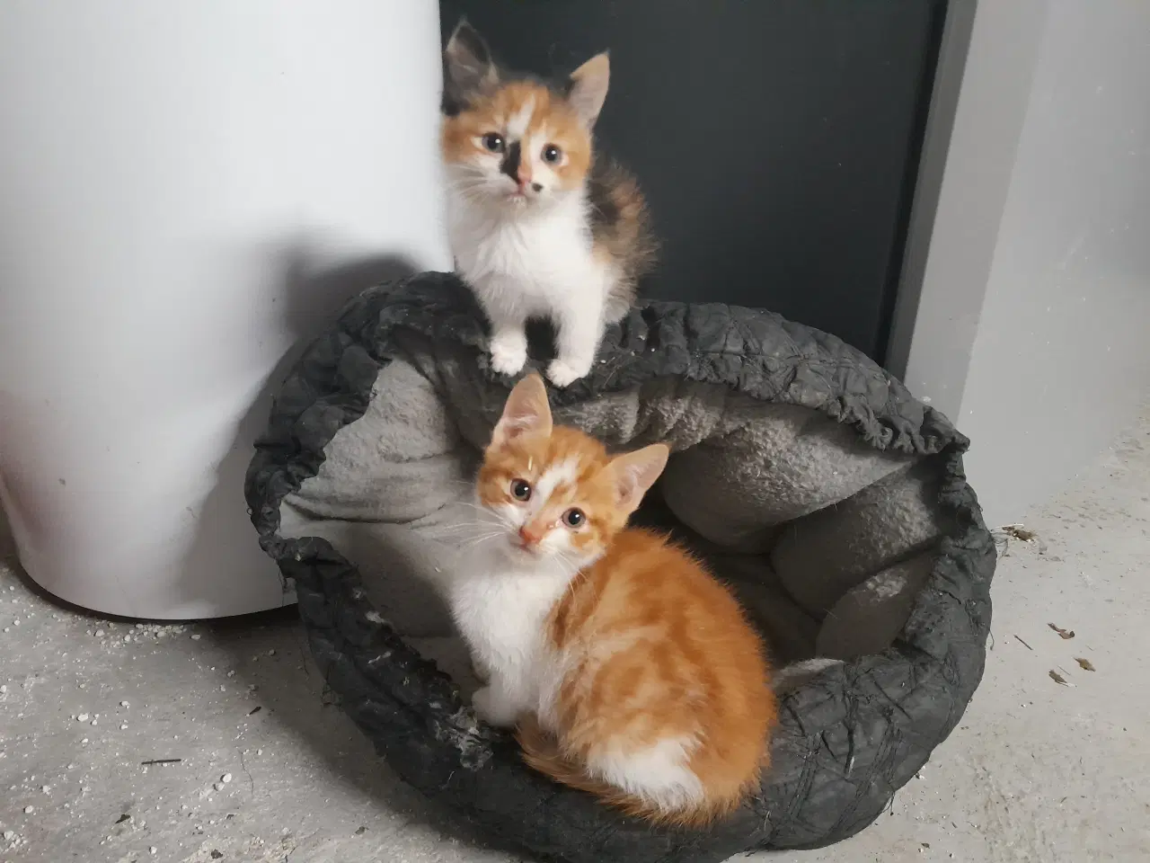 Billede 2 - Kattekillinger