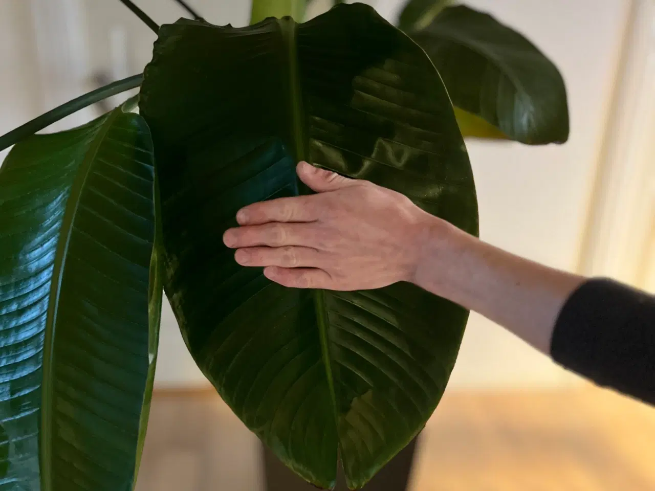 Billede 2 - Stor paradisfugl / Strelitzia Nicolai plante