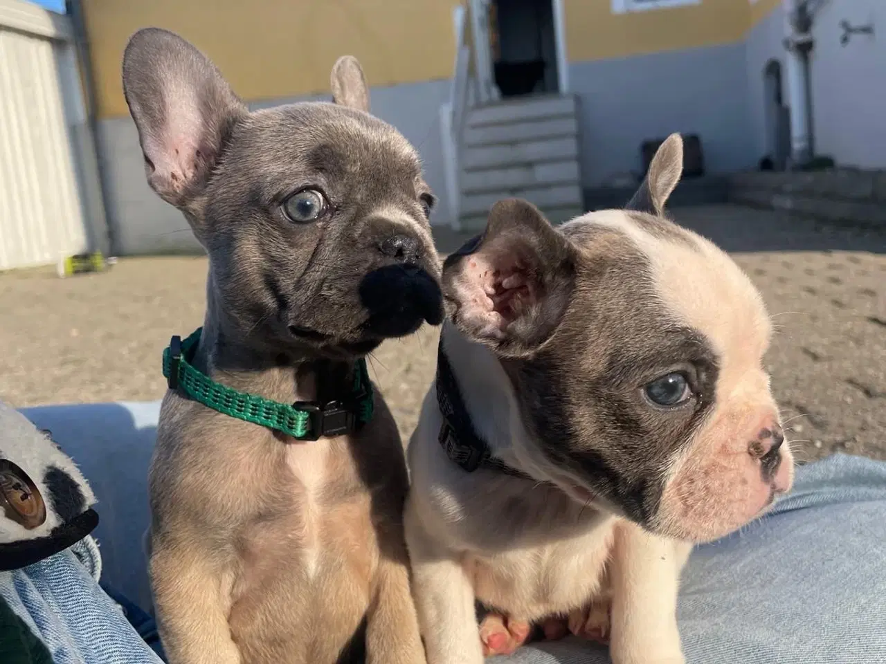 Billede 3 - Fransk Bulldogge Hvalpe