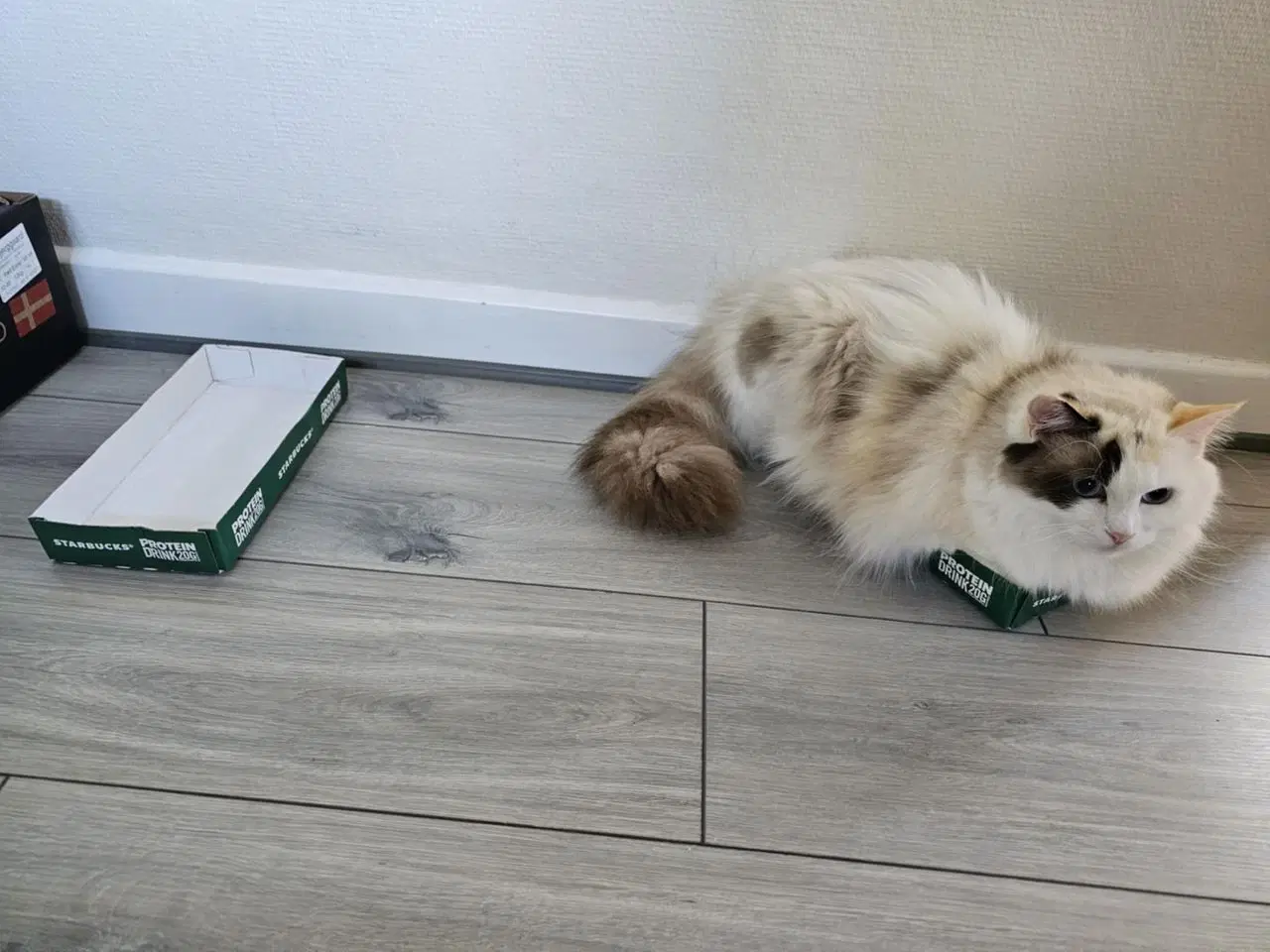 Billede 9 - Hellig birma/ragdoll blandinger 