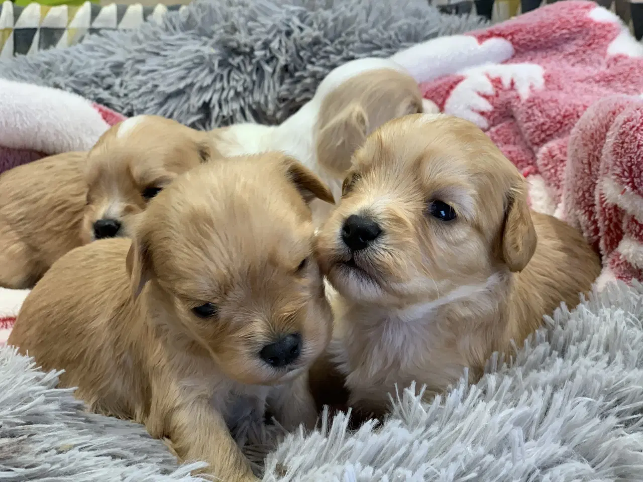 Billede 10 - Små fine cavapoo/ Maltipoo babyer