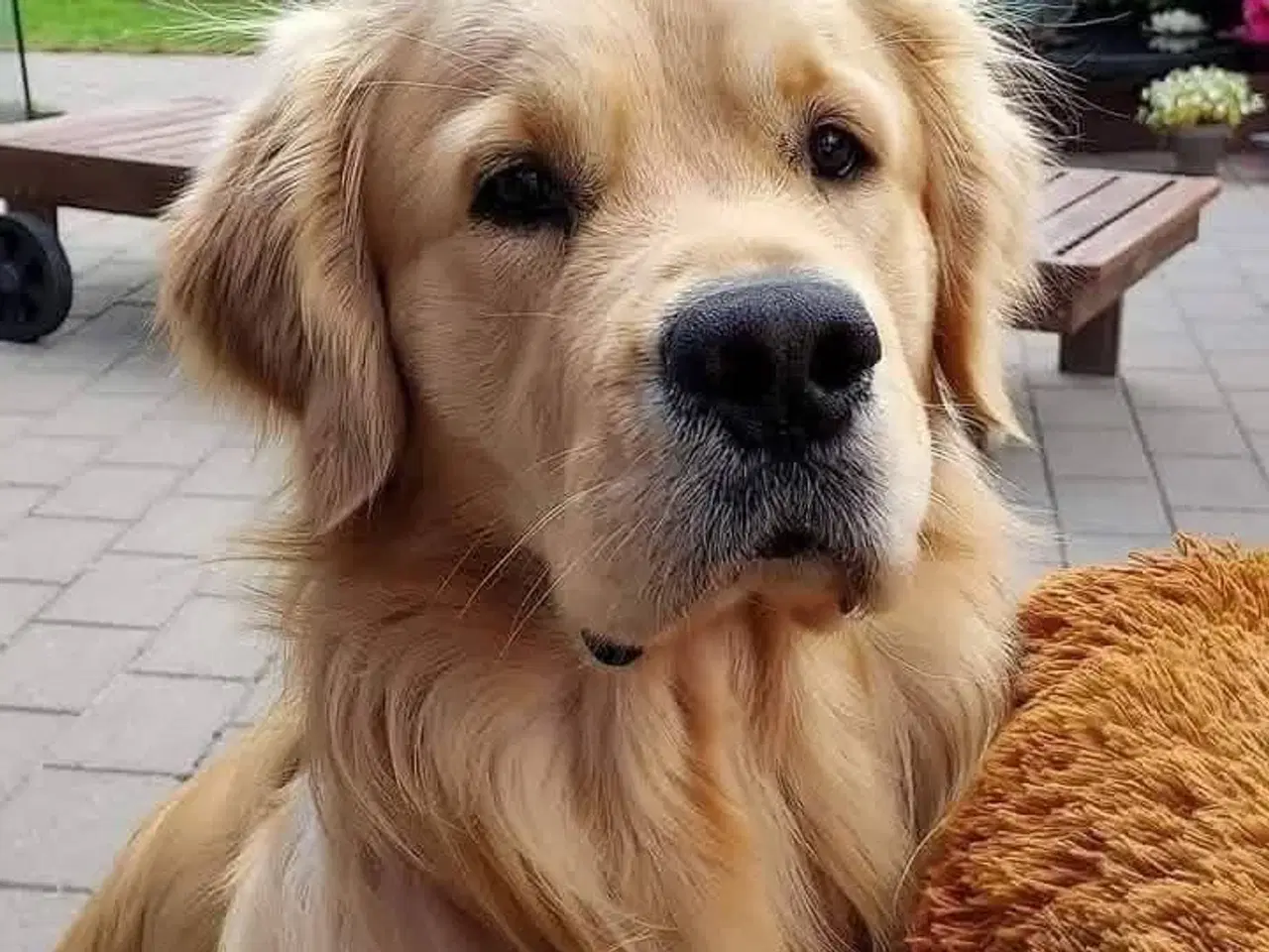 Billede 20 - Skønne Golden Retriever 