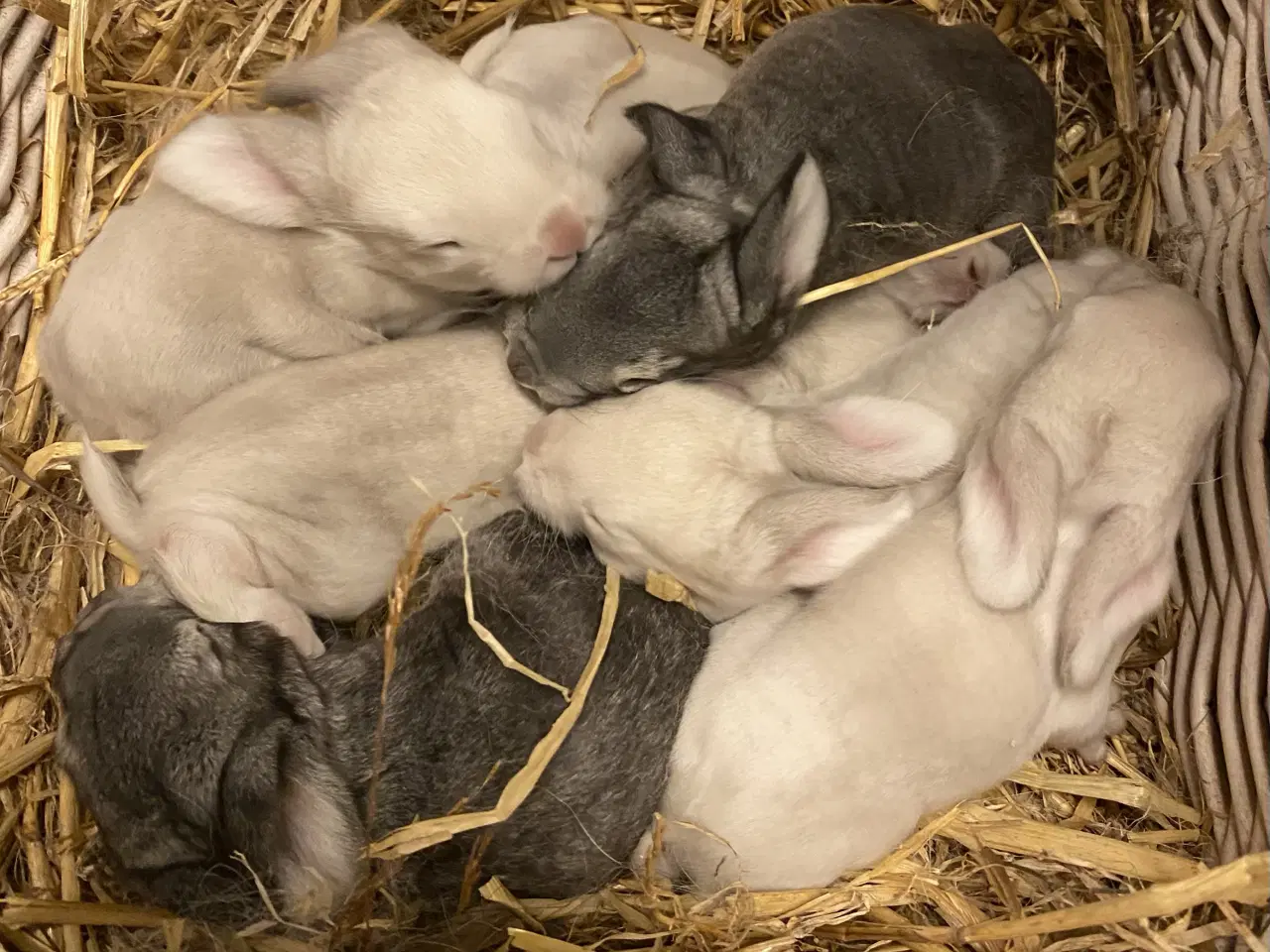 Billede 4 - FRANSK VÆDDER HAN SCHWARZGRANNEN