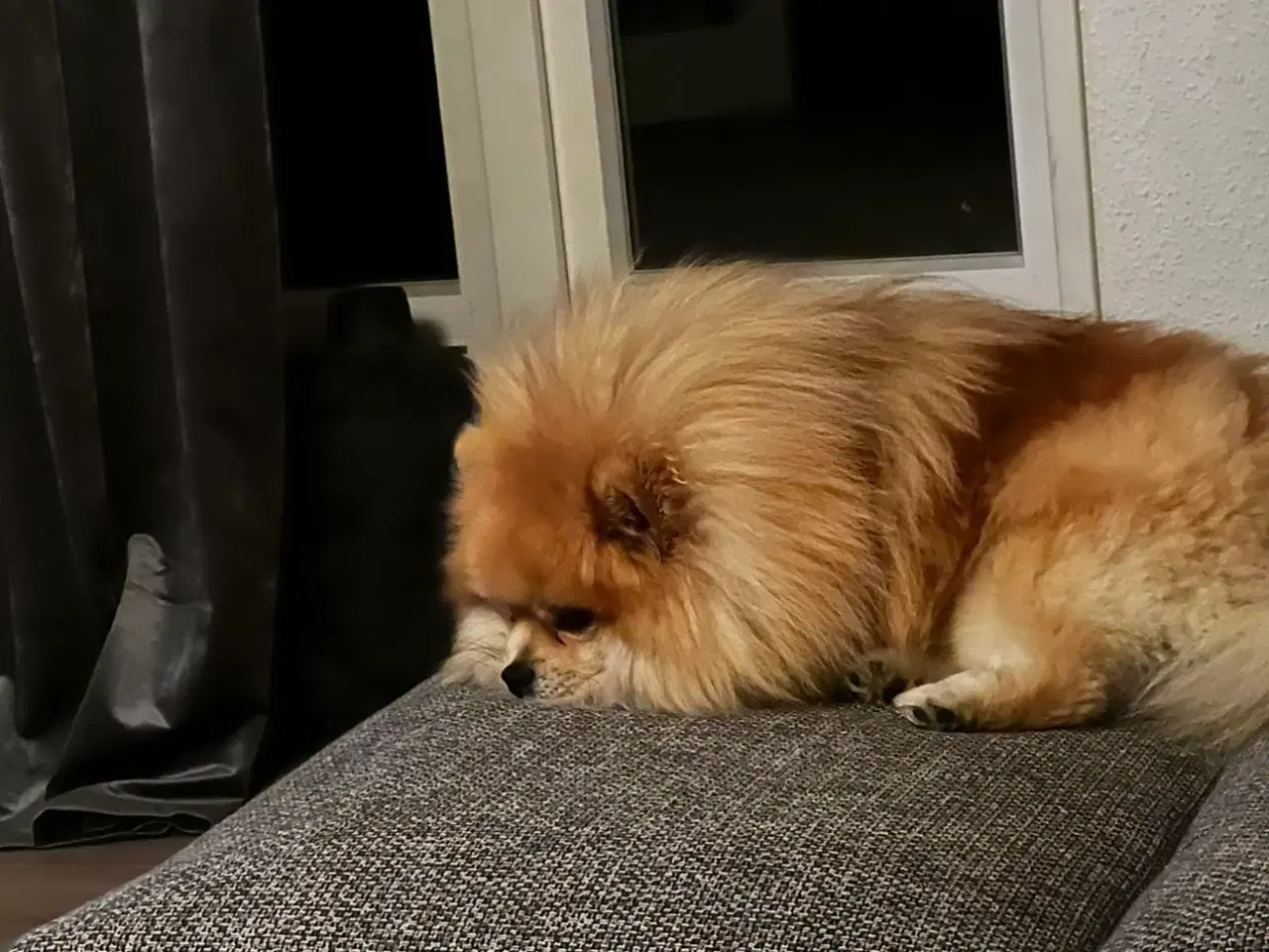 Billede 3 - Pomeranian hanhund