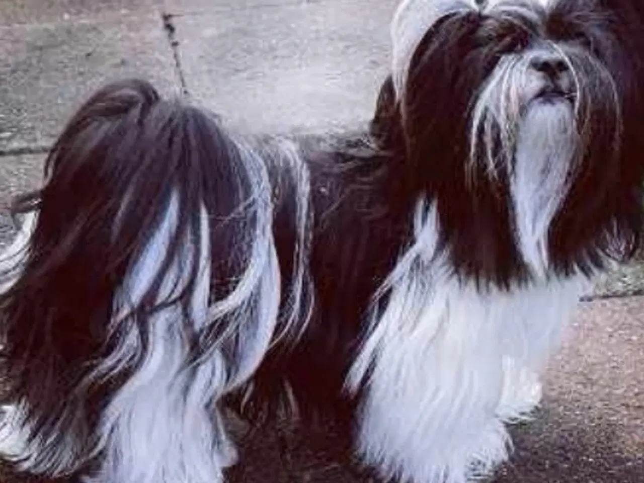 Billede 1 - Avl Lhasa apso 