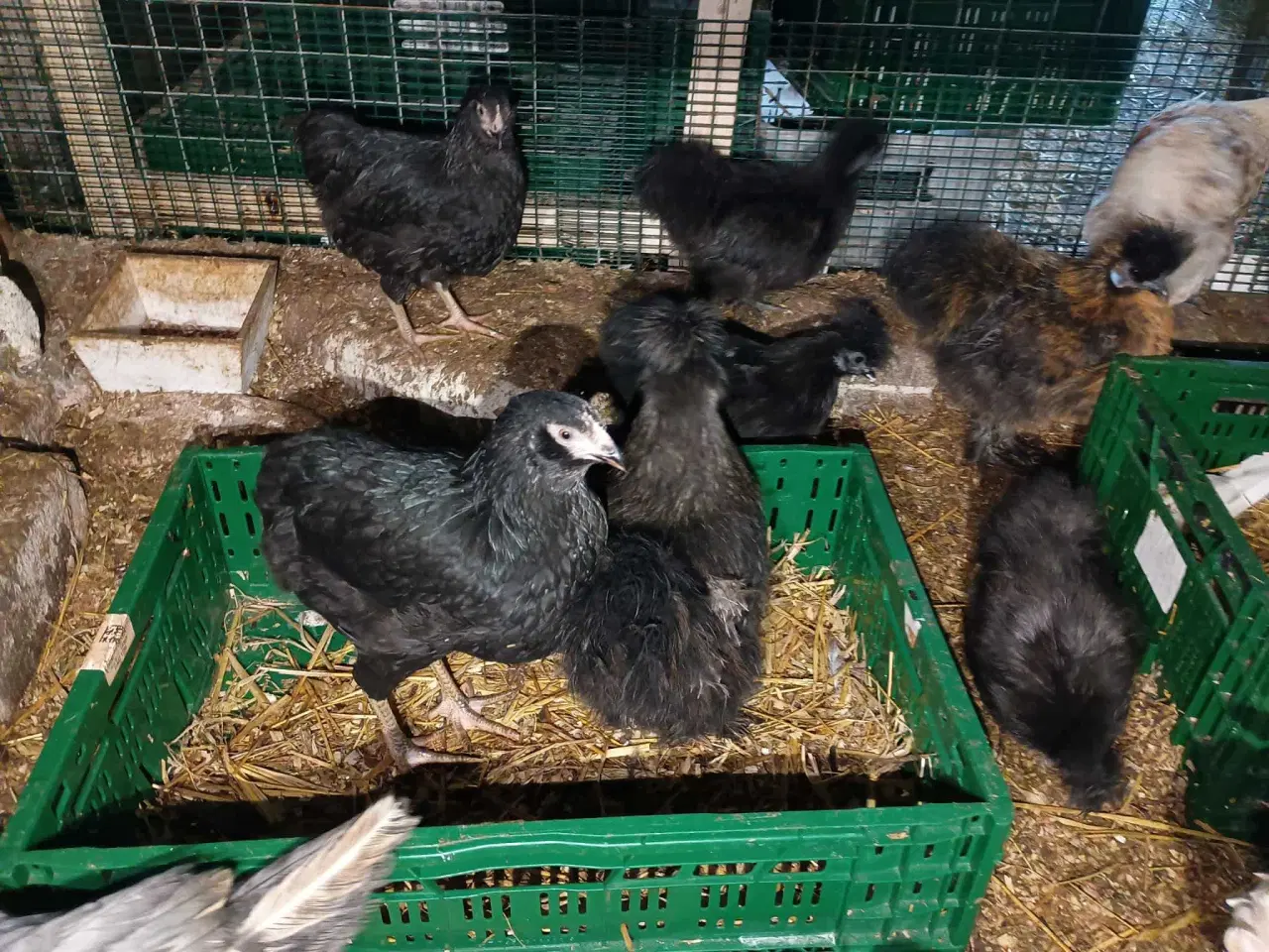 Billede 17 - Blænding race  Varmefri kyllinger  for Multi farve