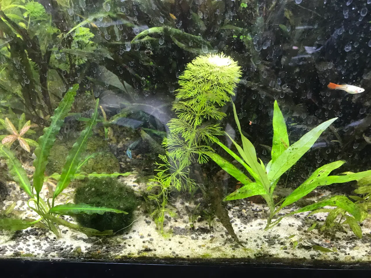 Billede 9 - Akvarie planter, 2stk.