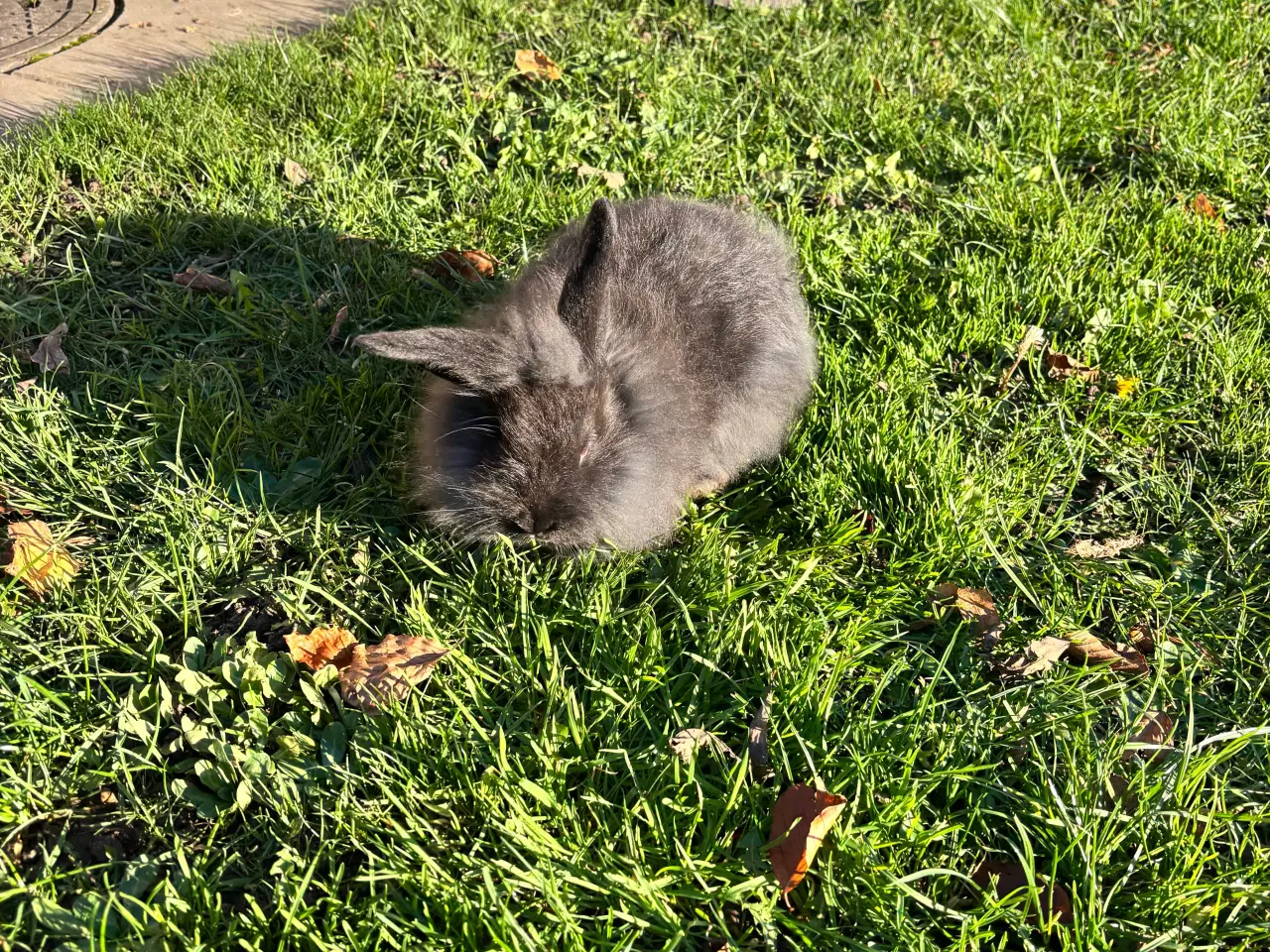 Billede 3 - Søde kaninunger sælges