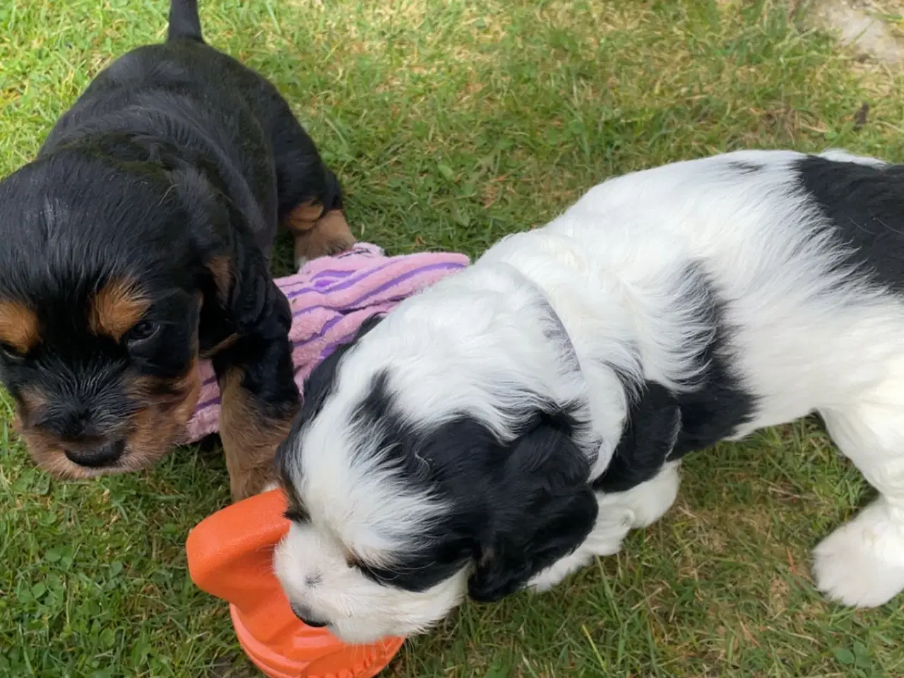Billede 4 - Cocker Spaniel hvalpe klar til salg 18/5