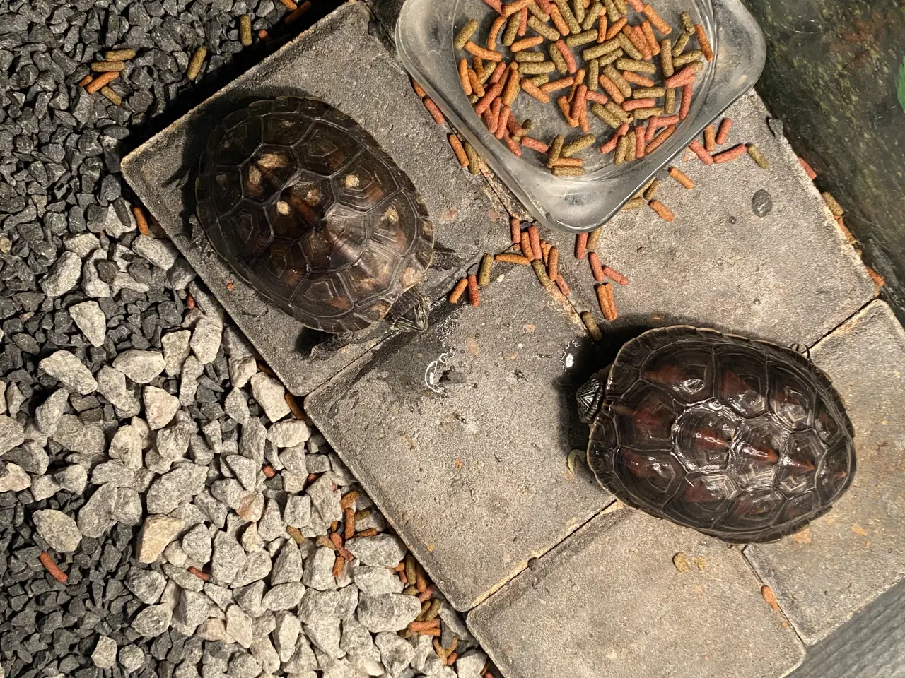 Billede 1 - To stk skildpadder sælges og tilbehør 