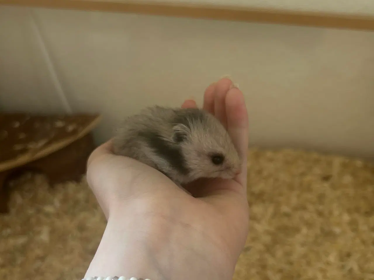 Billede 3 - Hamster unger gives væk