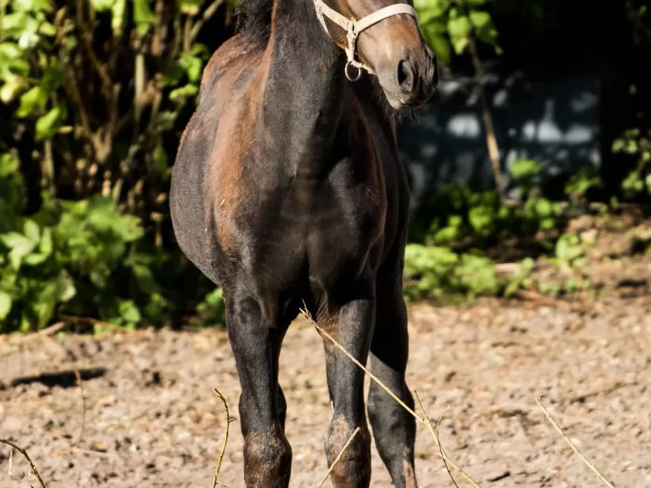 Billede 3 - herligt oldenborg hoppeføl